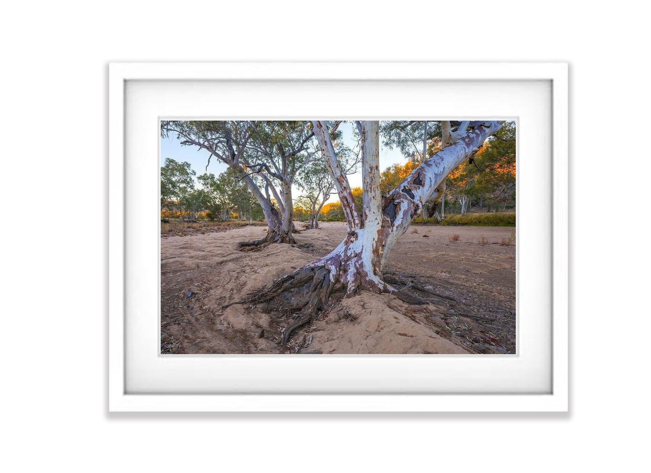 River Red Gums, Ormiston Gorge - West MacDonnell Ranges NT