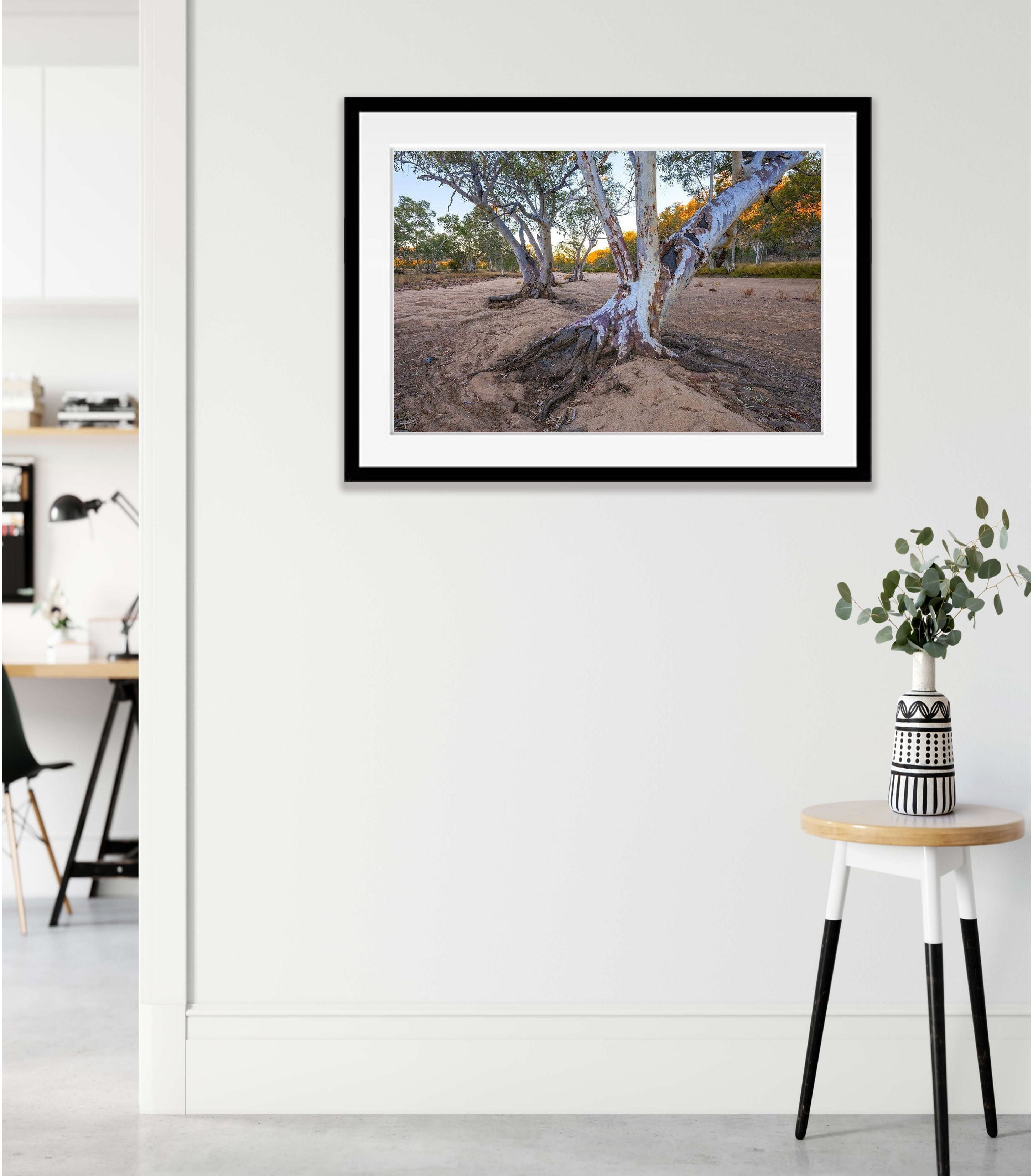 River Red Gums, Ormiston Gorge - West MacDonnell Ranges NT