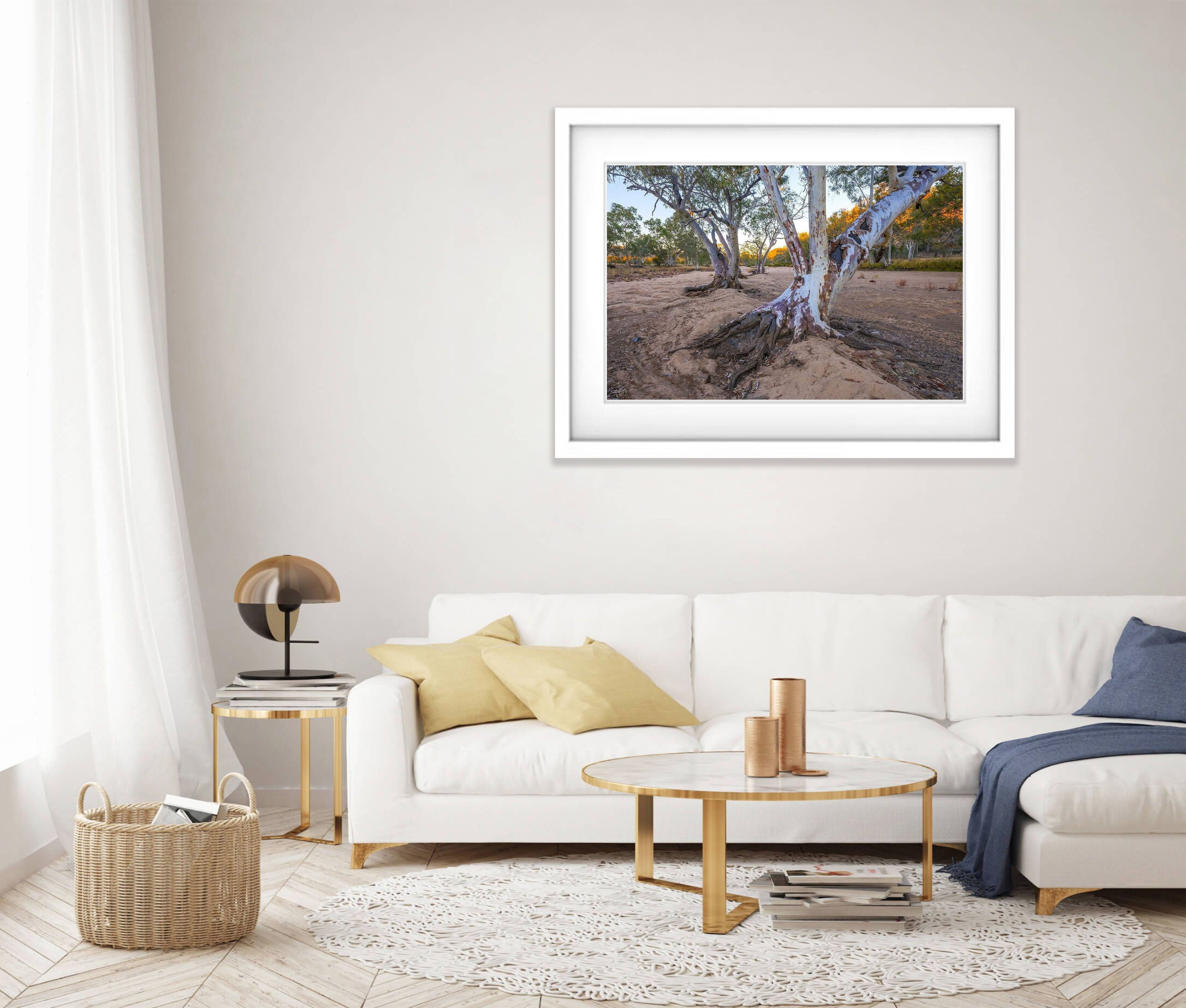 River Red Gums, Ormiston Gorge - West MacDonnell Ranges NT