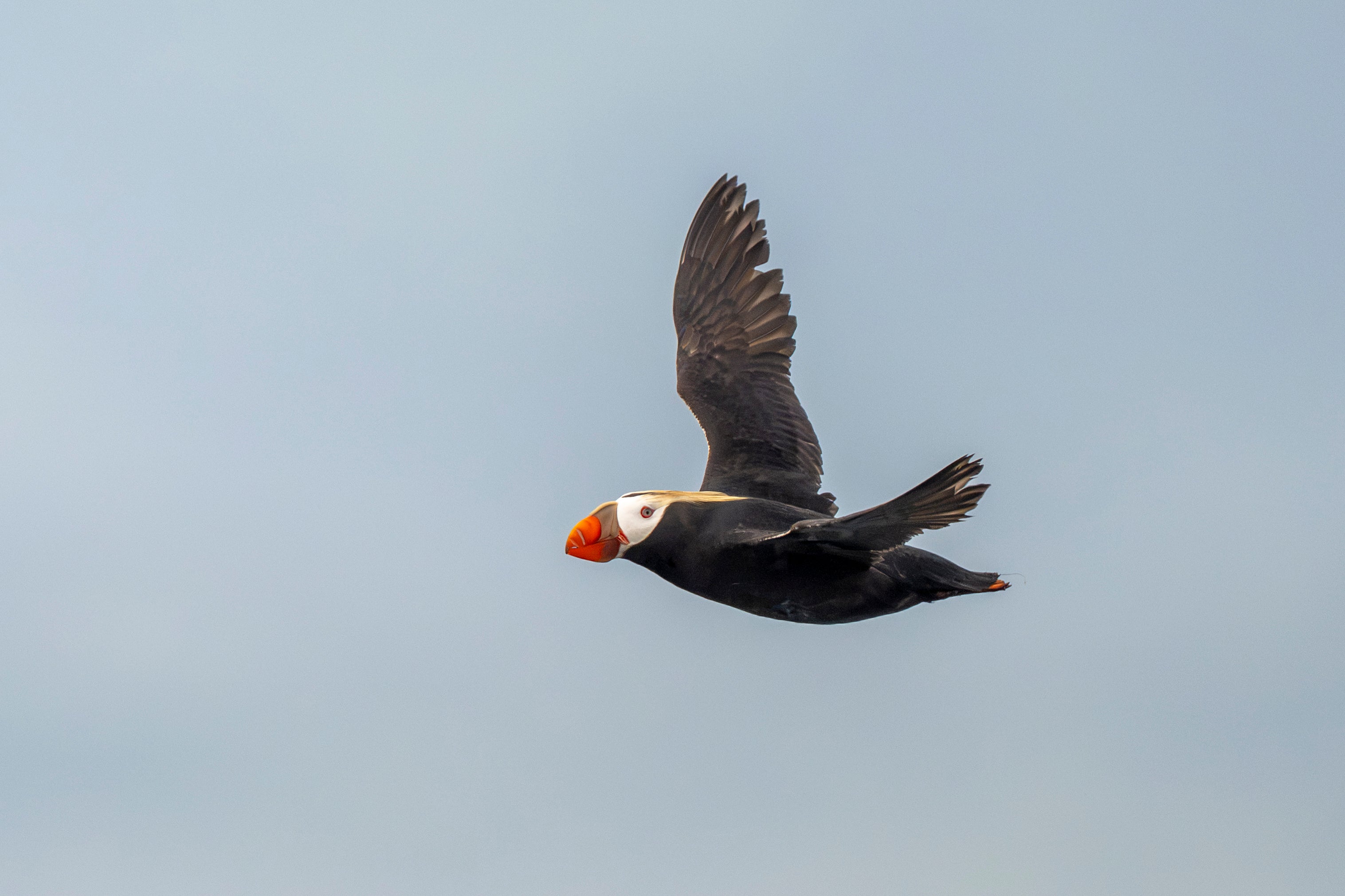 Blue Sky Flight: Tufted Puffin