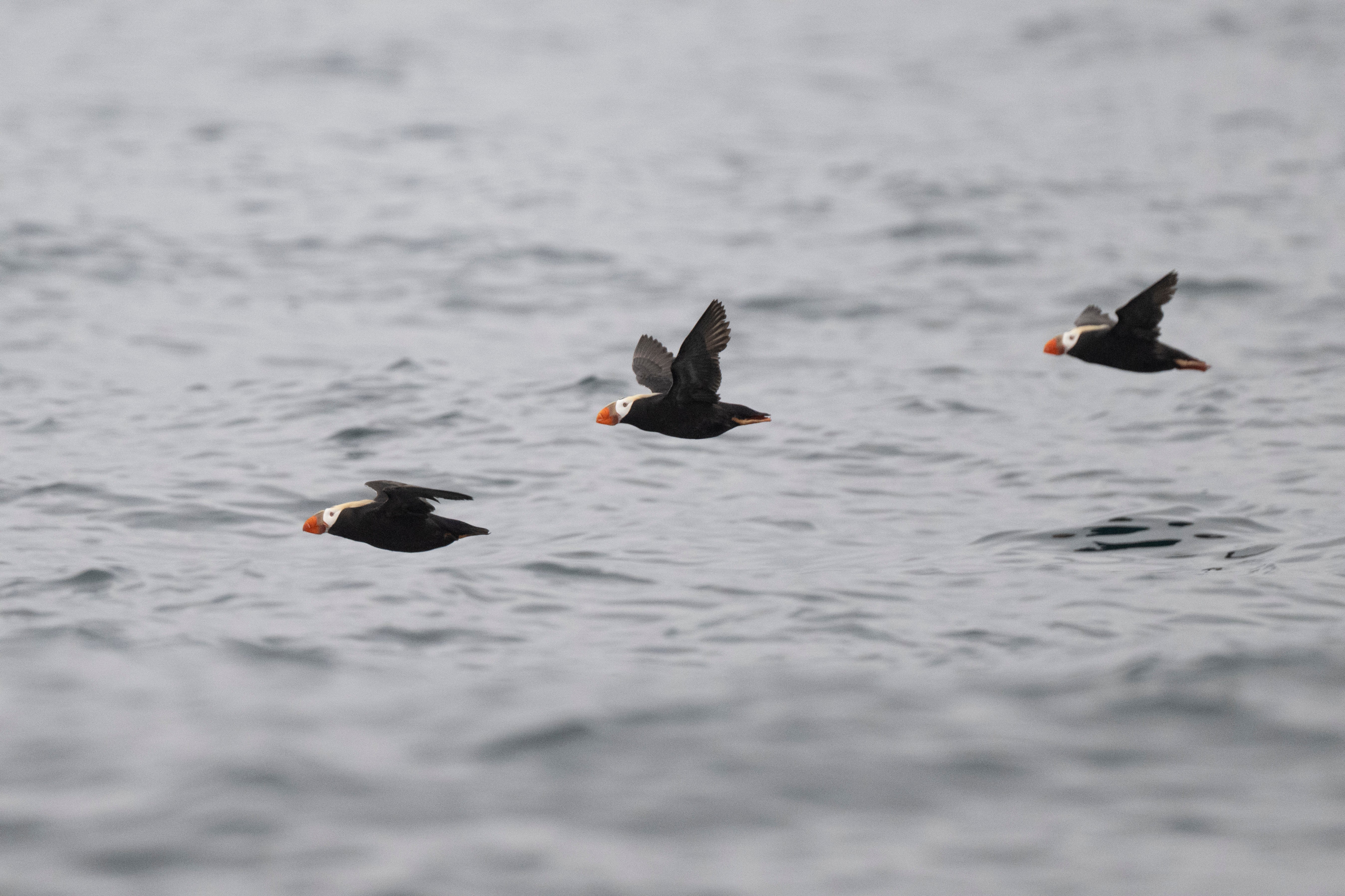 A Trilogy of Tufted Puffins