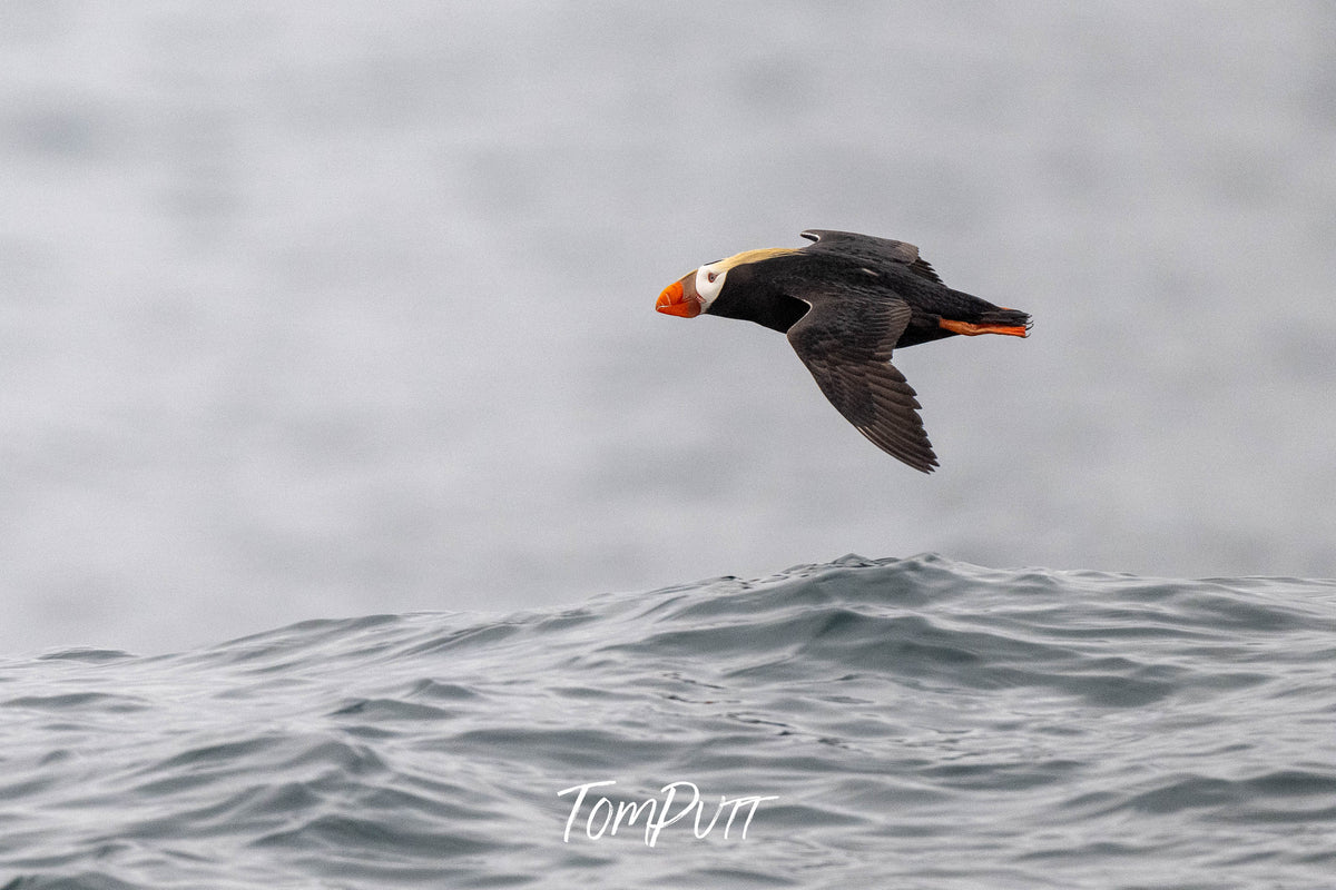 Wave Skimming Tufted Puffin