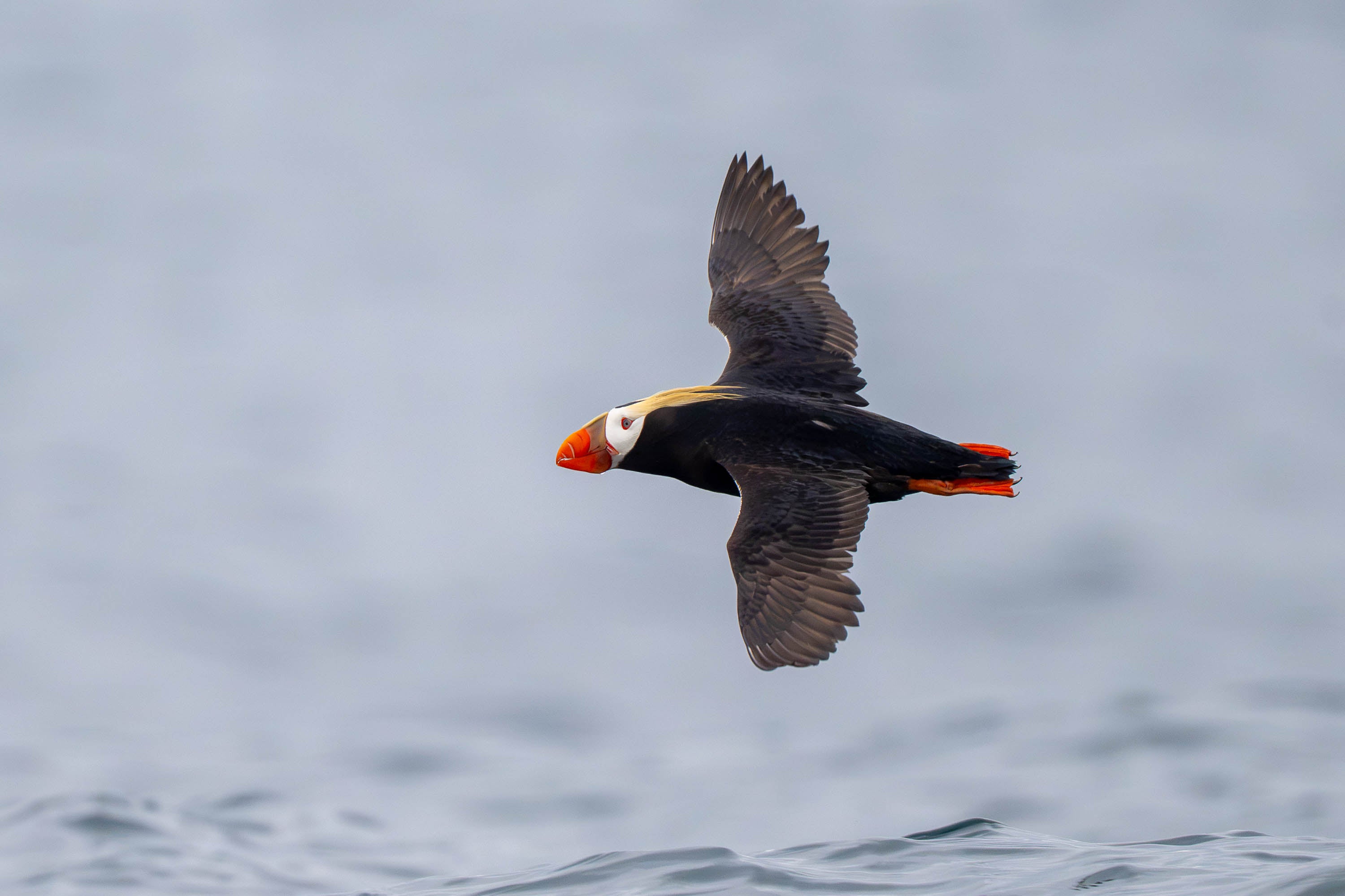 Crimson Tips: Tufted Puffin