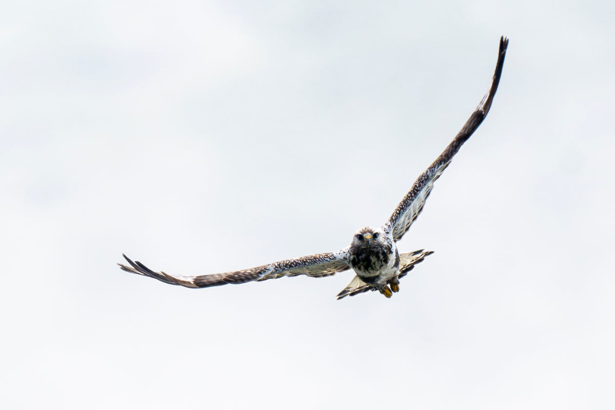Locked On. Rough-Legged Hawk