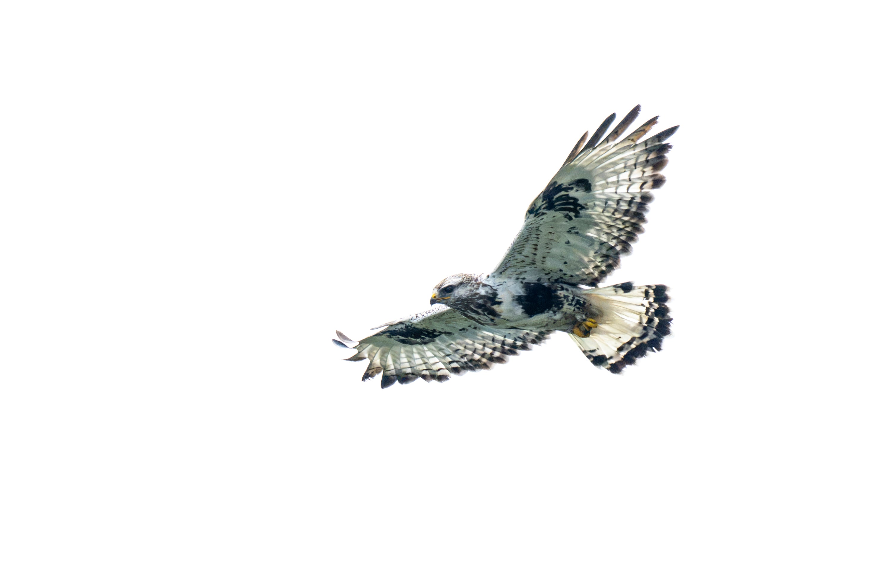 Soaring. Rough-Legged Hawk