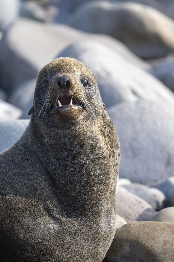 Teeth and Fur: Sea Lion