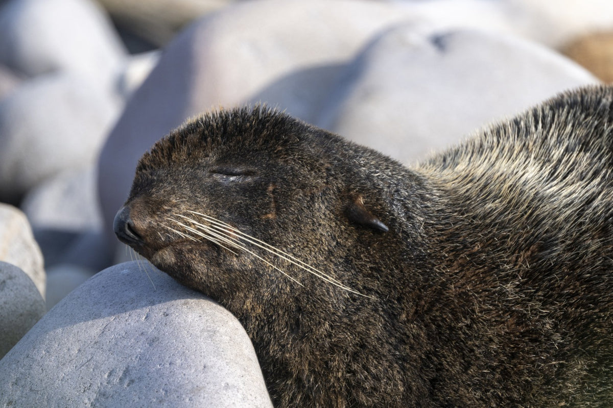 Coastal Nap: Sea Lion
