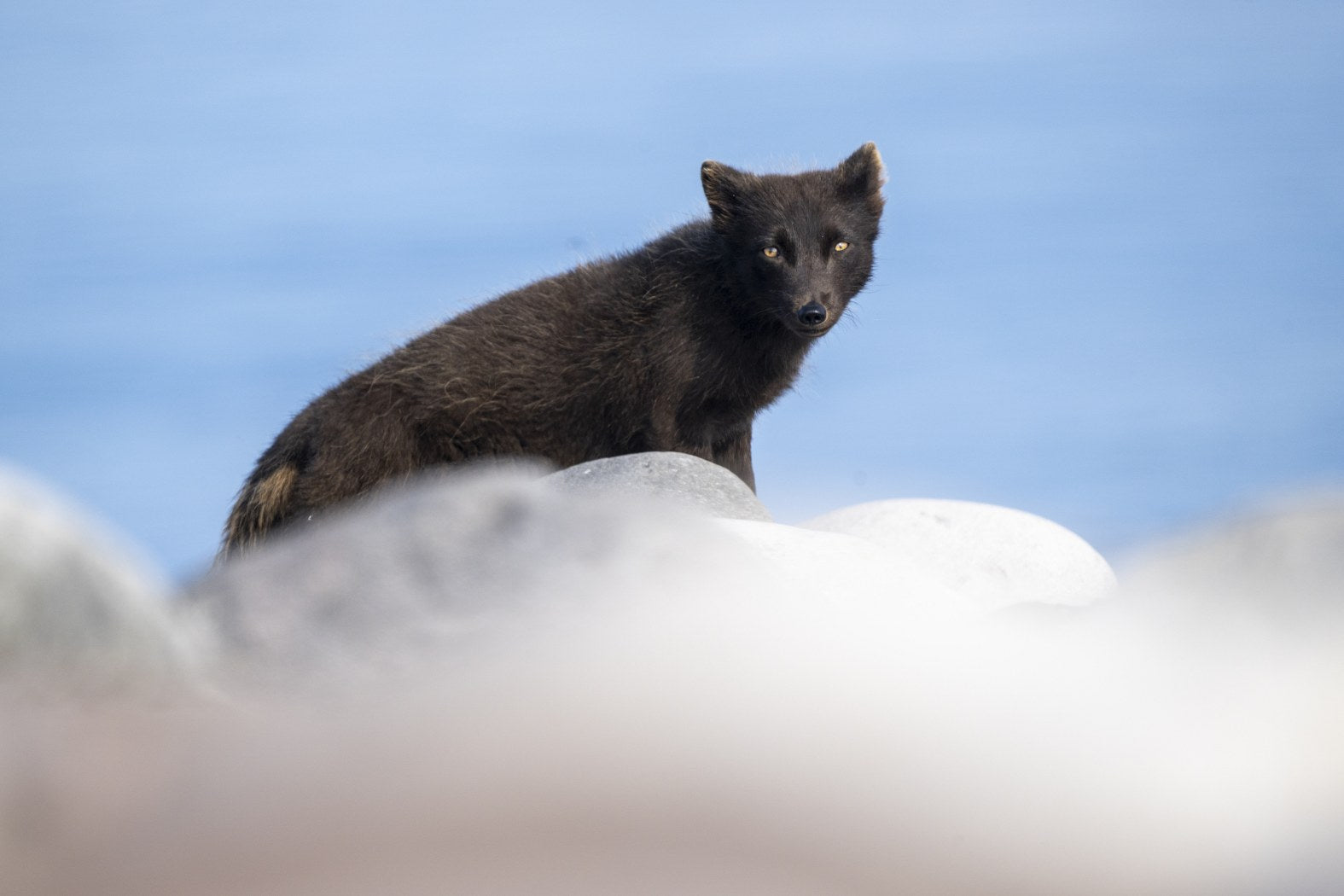 Snow Ridge Sentinel: Arctic Fox