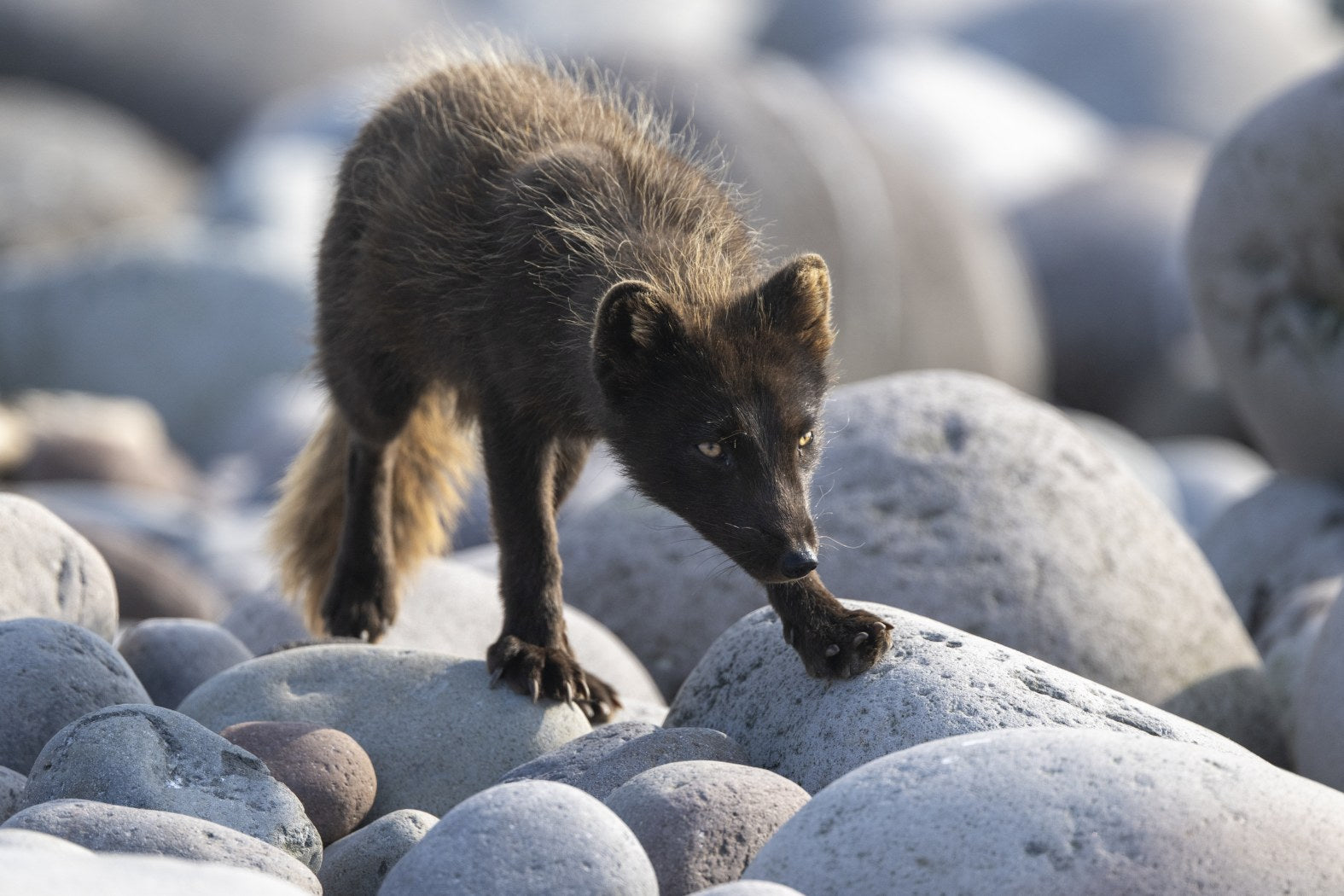 Stone Stalker: Arctic Fox