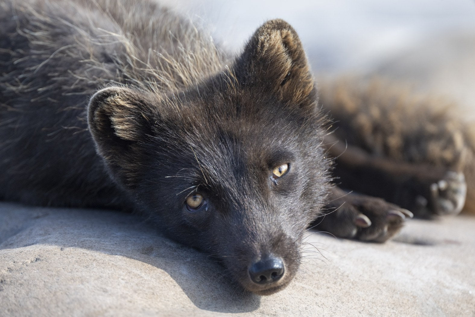An Arctic Fox at Rest