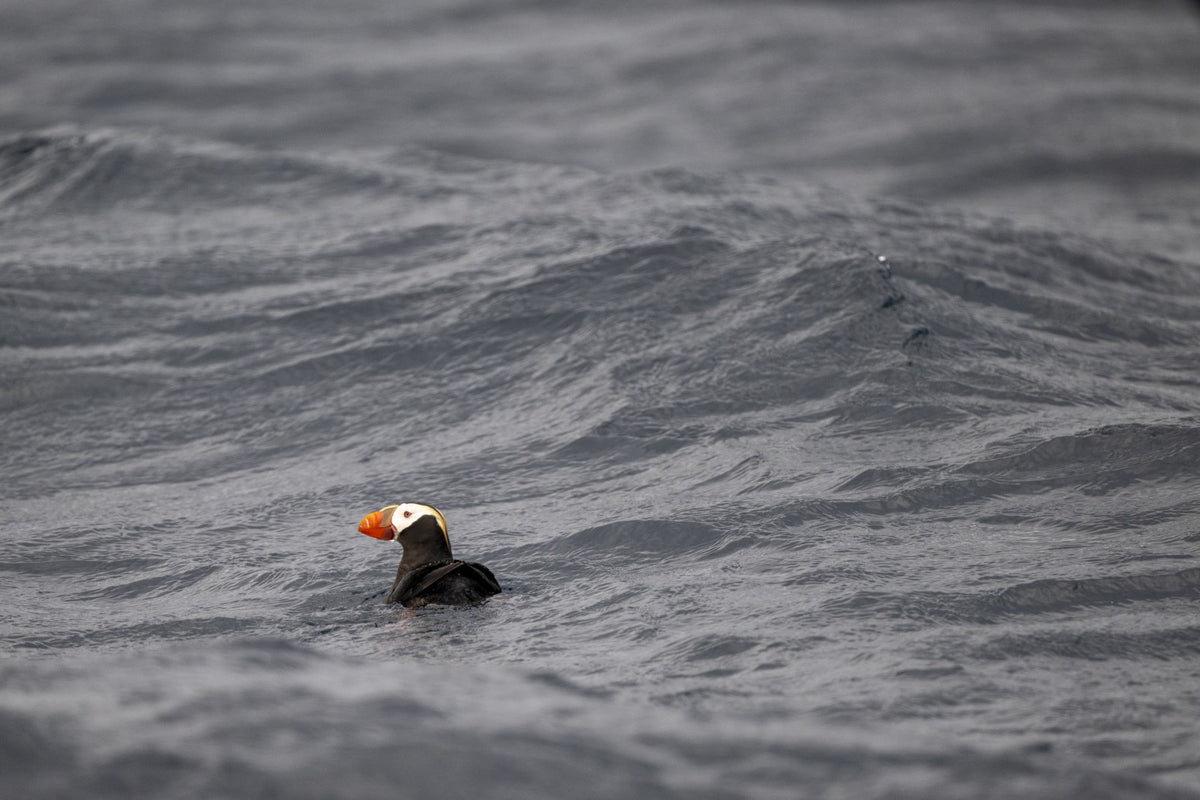 Paddling: Tufted Puffin