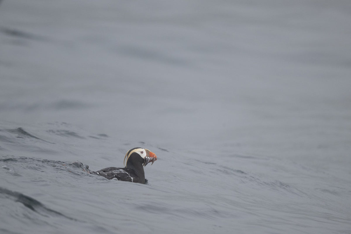 The Catch: Tufted Puffin