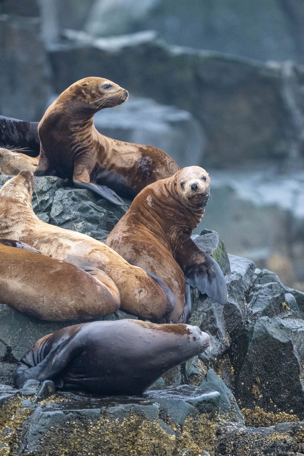 Rockside Vigil: Sea Lion