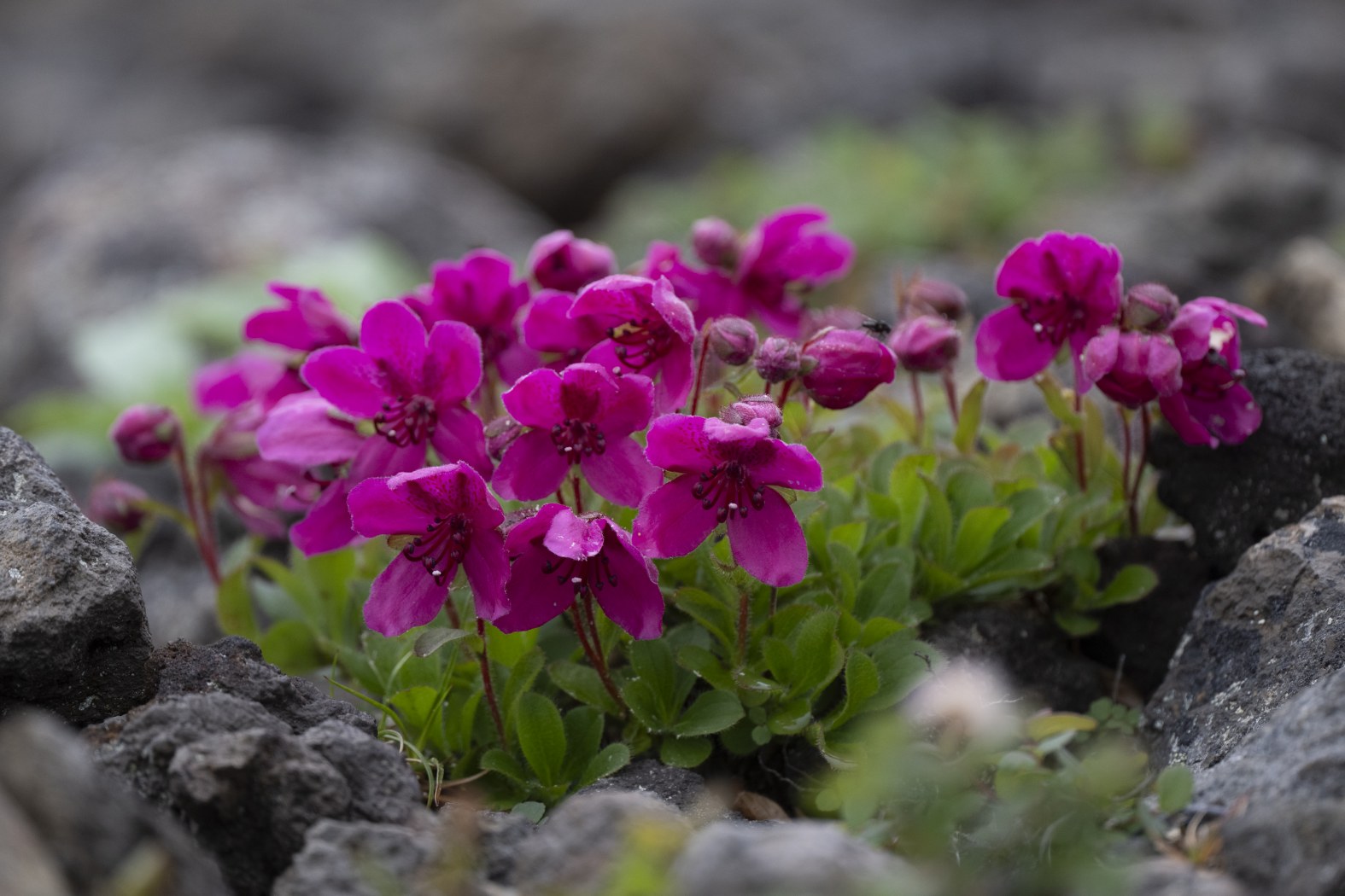 Delicate and Wild