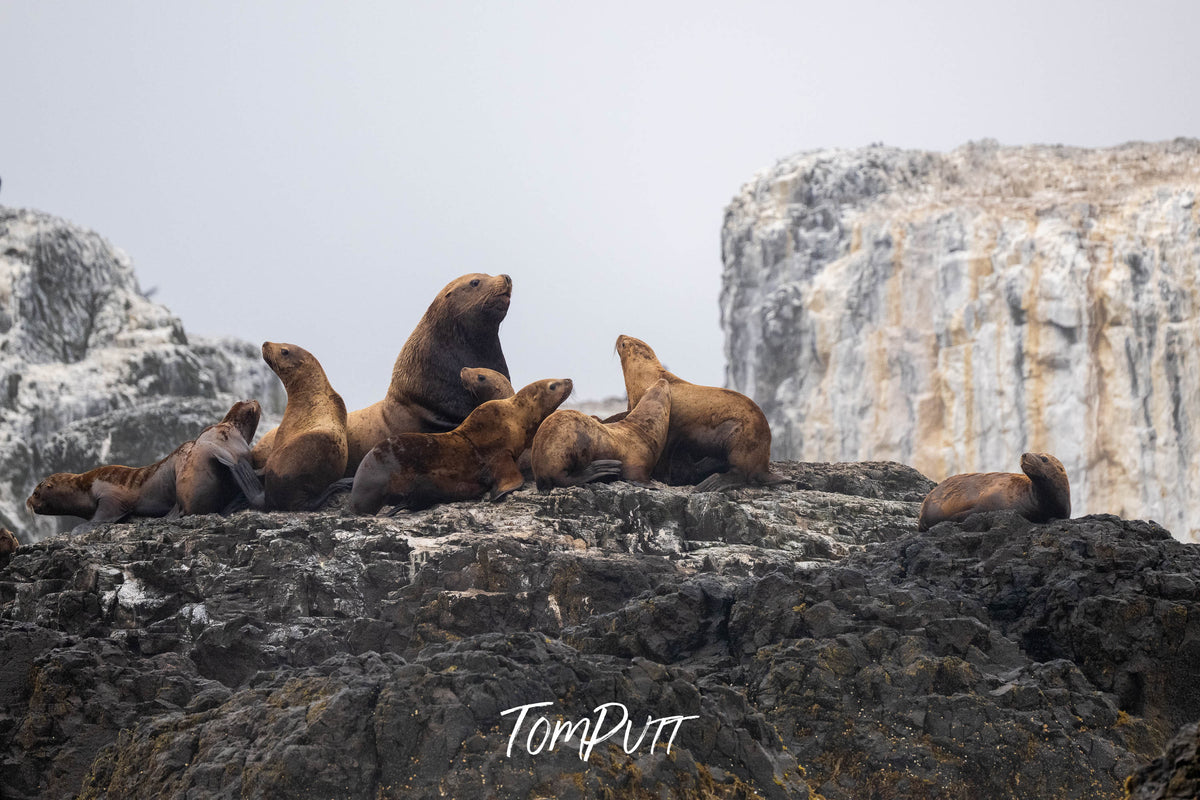 Mountain Top Meeting: Sea Lion