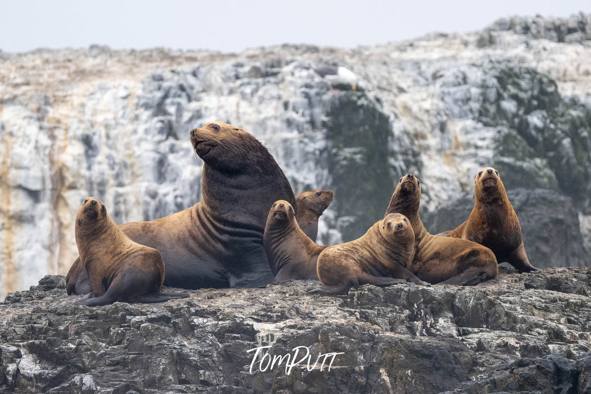 Family Portrait: Sea Lion