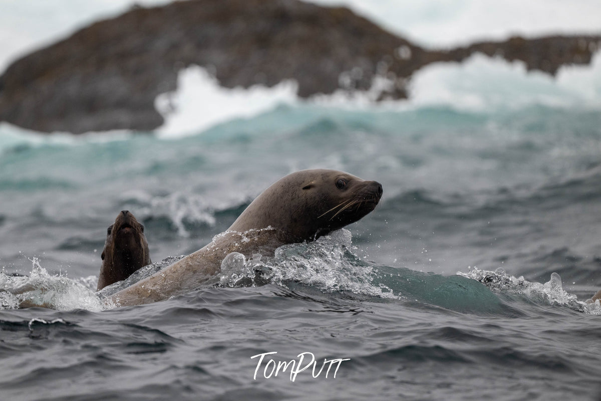 Surfing Sibling Sea Lions