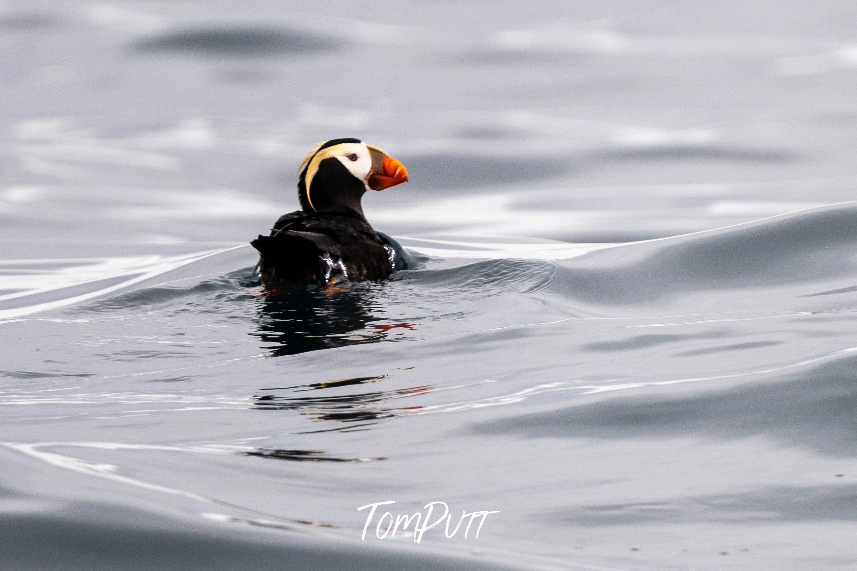 Elegant Float: Tufted Puffin