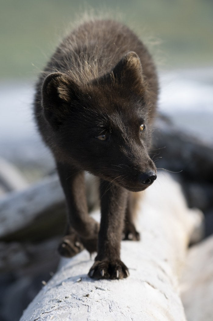 Balance: Arctic Fox