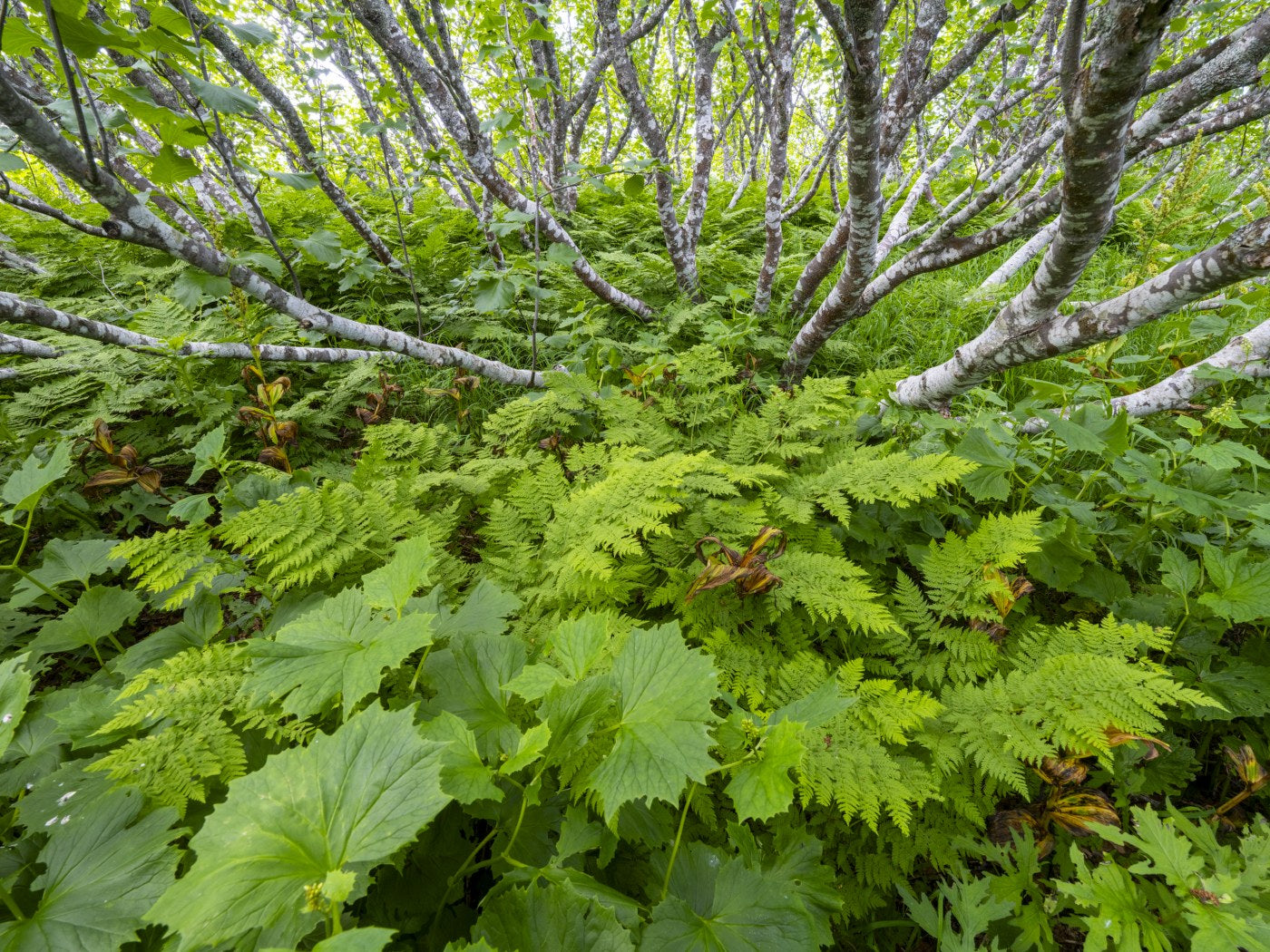 Birch and Fern