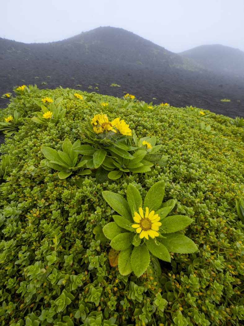 Mountain Blooms