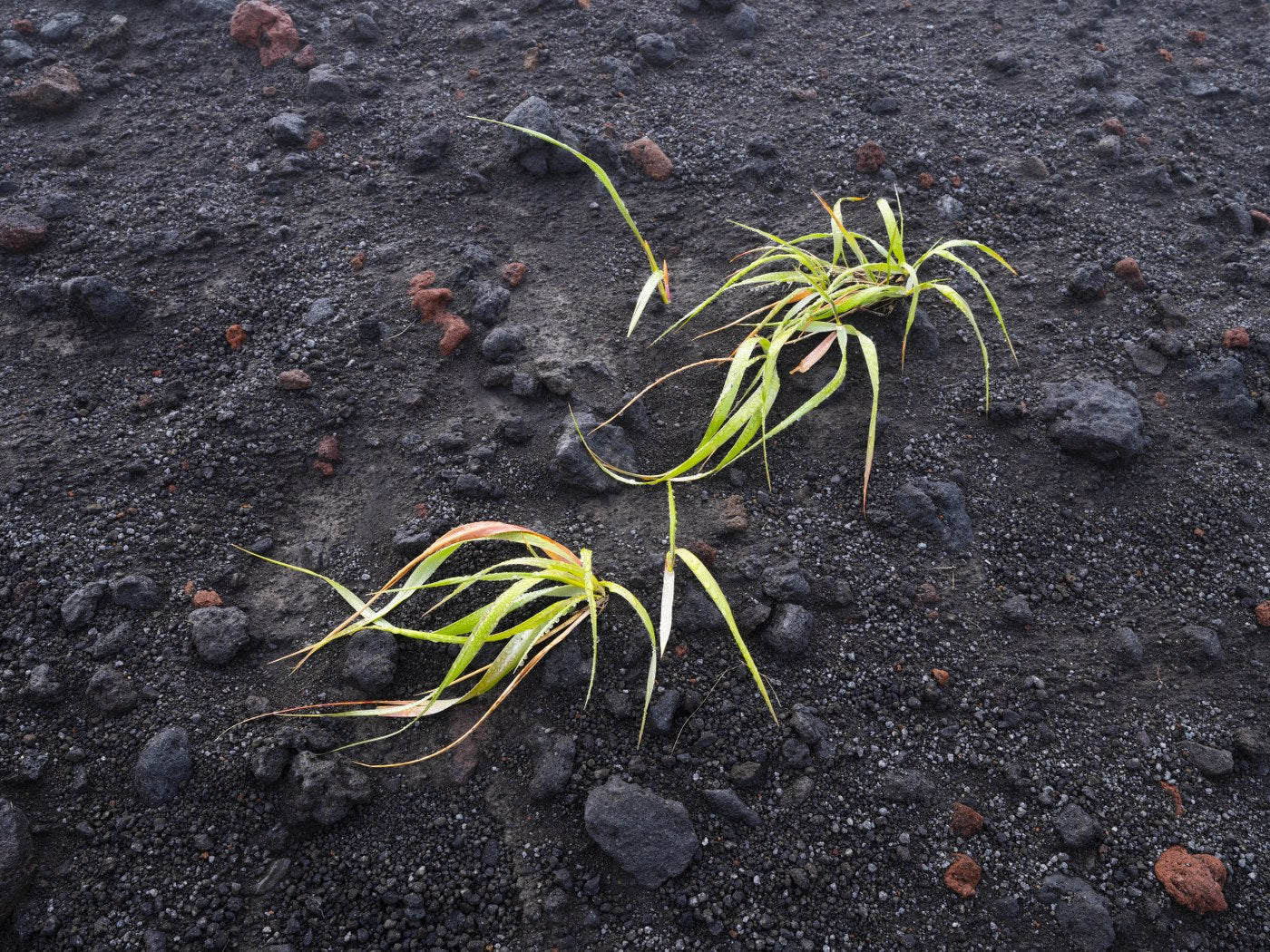 Stubborn Resilience