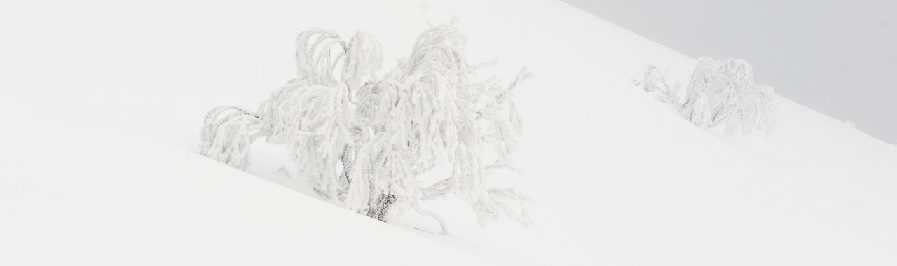 Splash Back File - Frozen Snow Gum