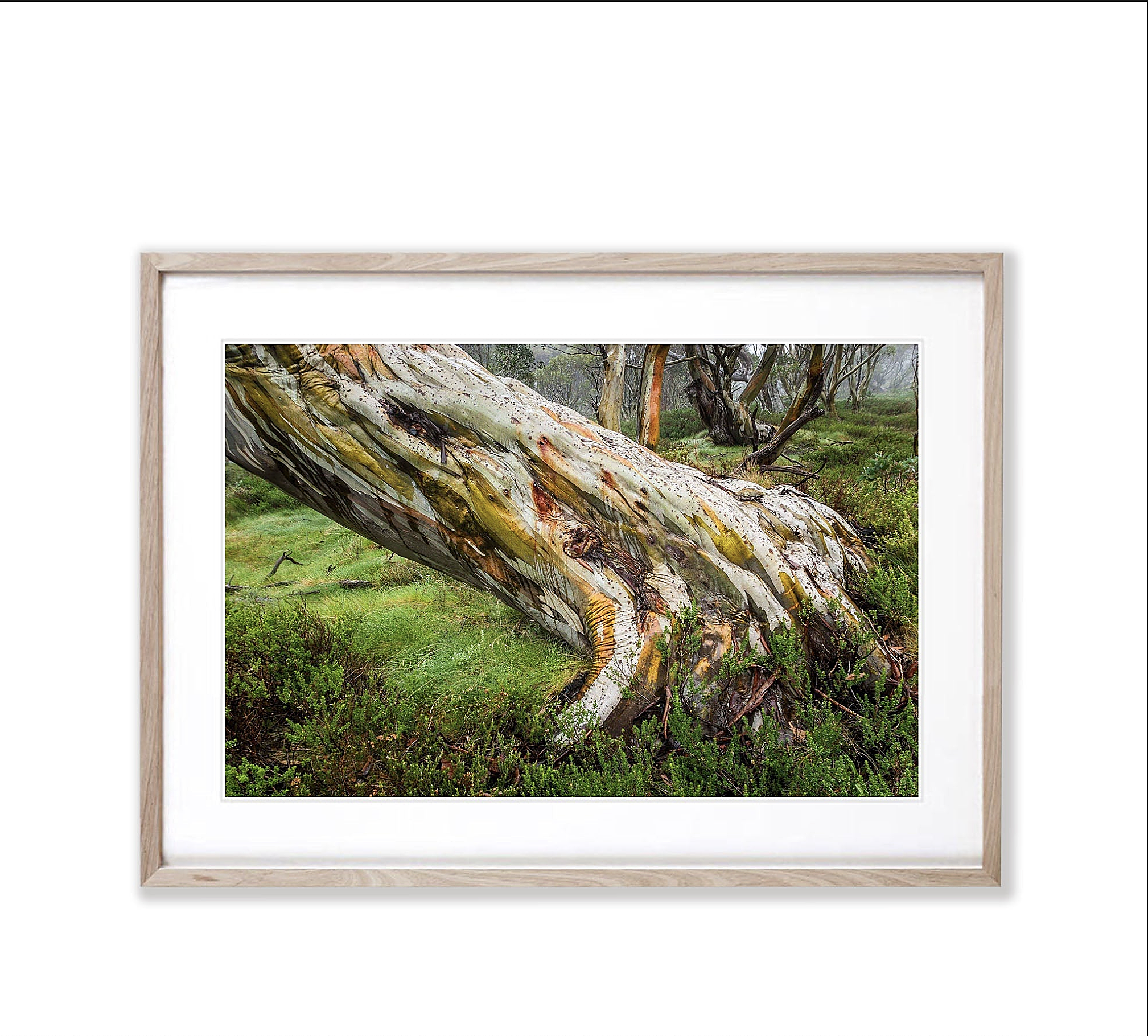 Ancient Snow Gum, Snowy Mountains, NSW