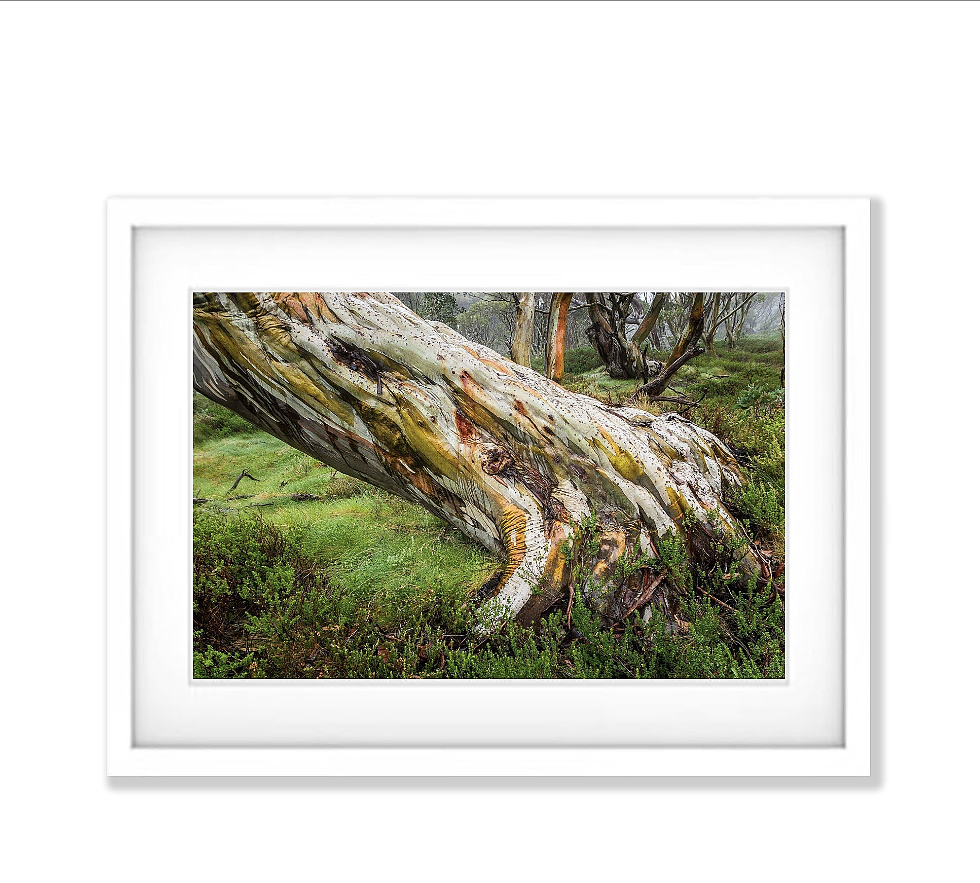 Ancient Snow Gum, Snowy Mountains, NSW