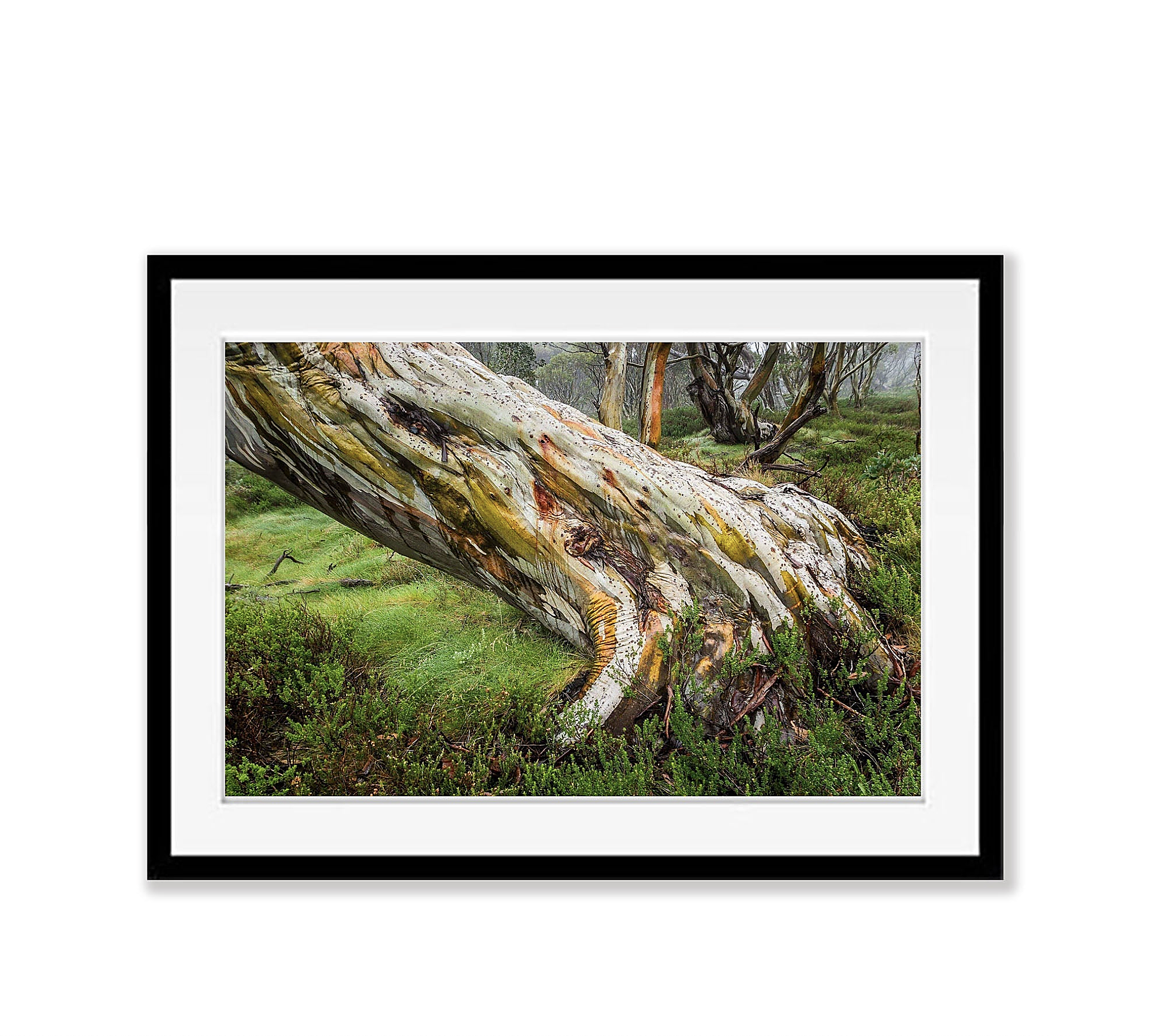 Ancient Snow Gum, Snowy Mountains, NSW