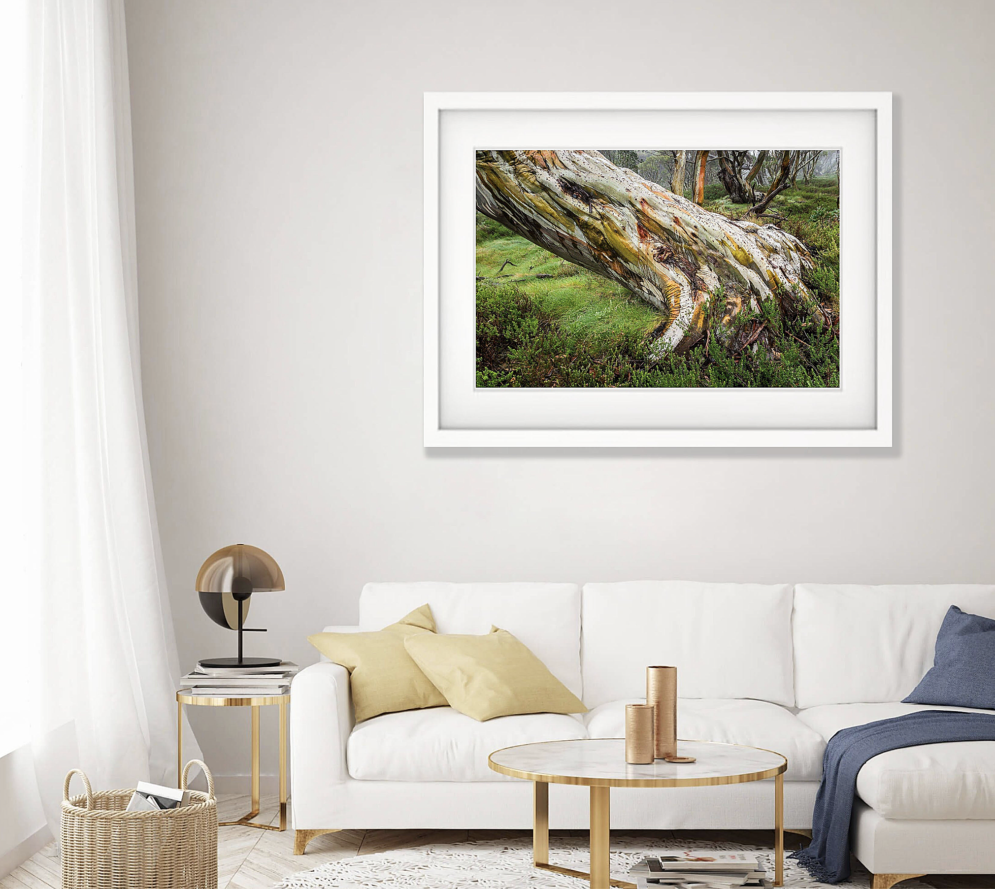 Ancient Snow Gum, Snowy Mountains, NSW