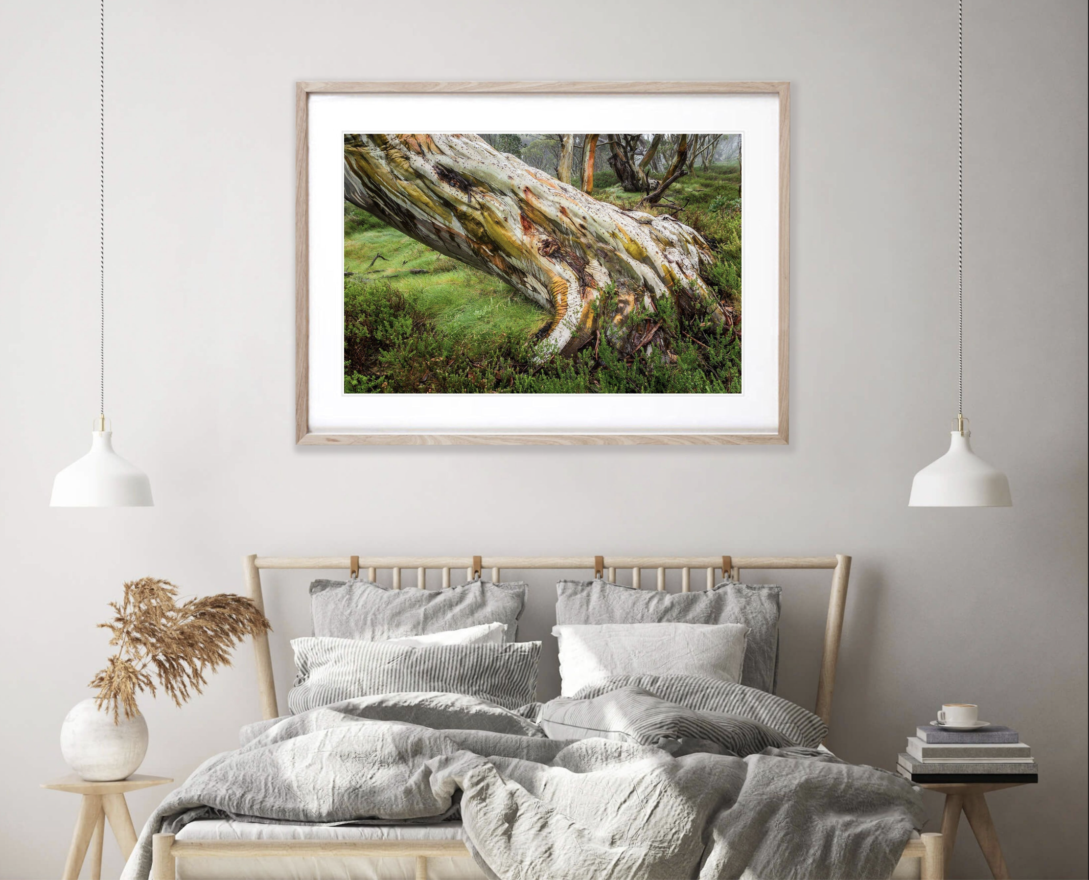 Ancient Snow Gum, Snowy Mountains, NSW