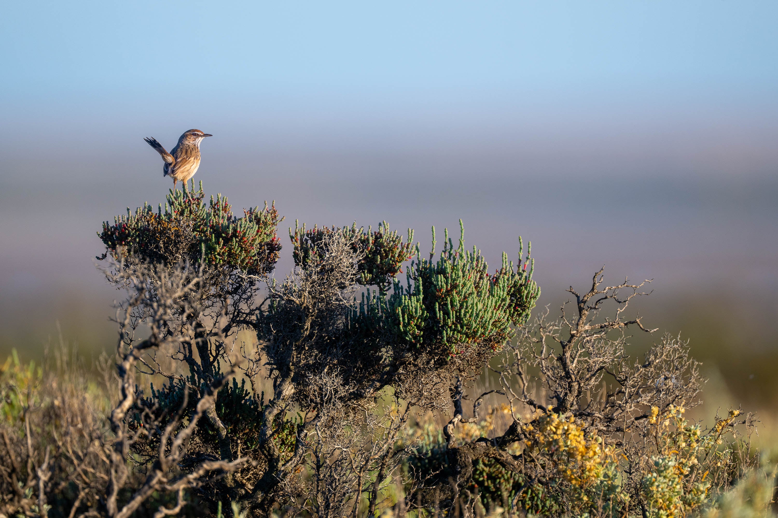 Sea Lake Perch. Rufous Fieldwren