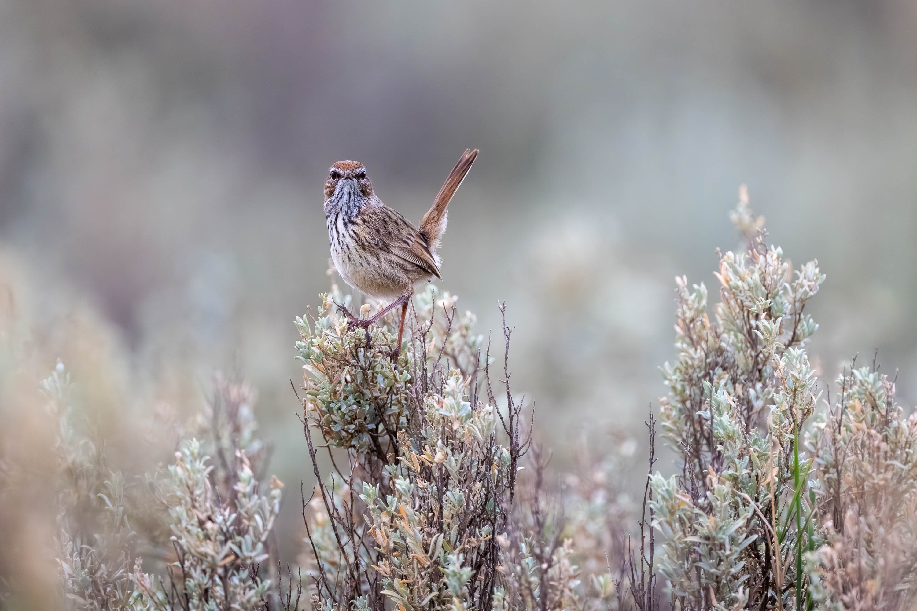 Connection. Rufous Fieldwren