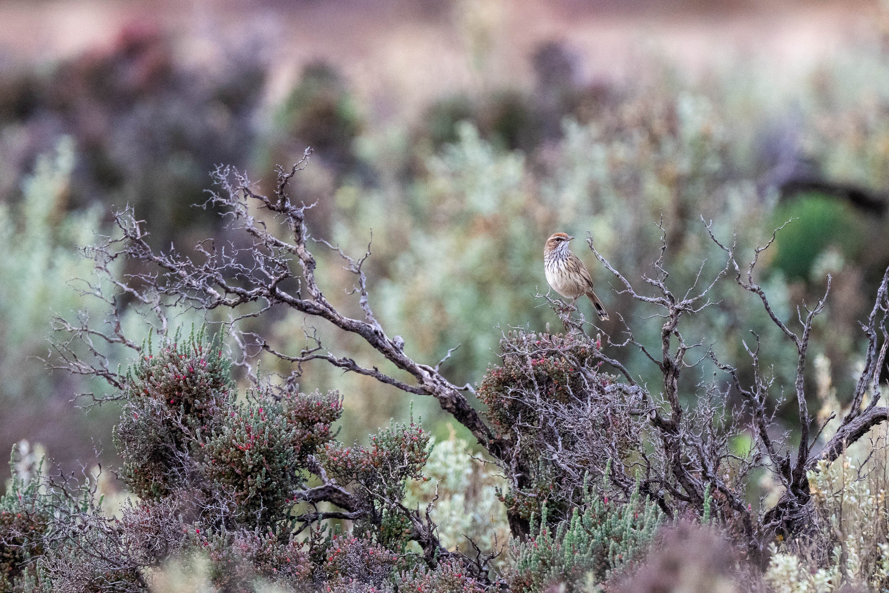 Stillness. Rufous Fieldwren