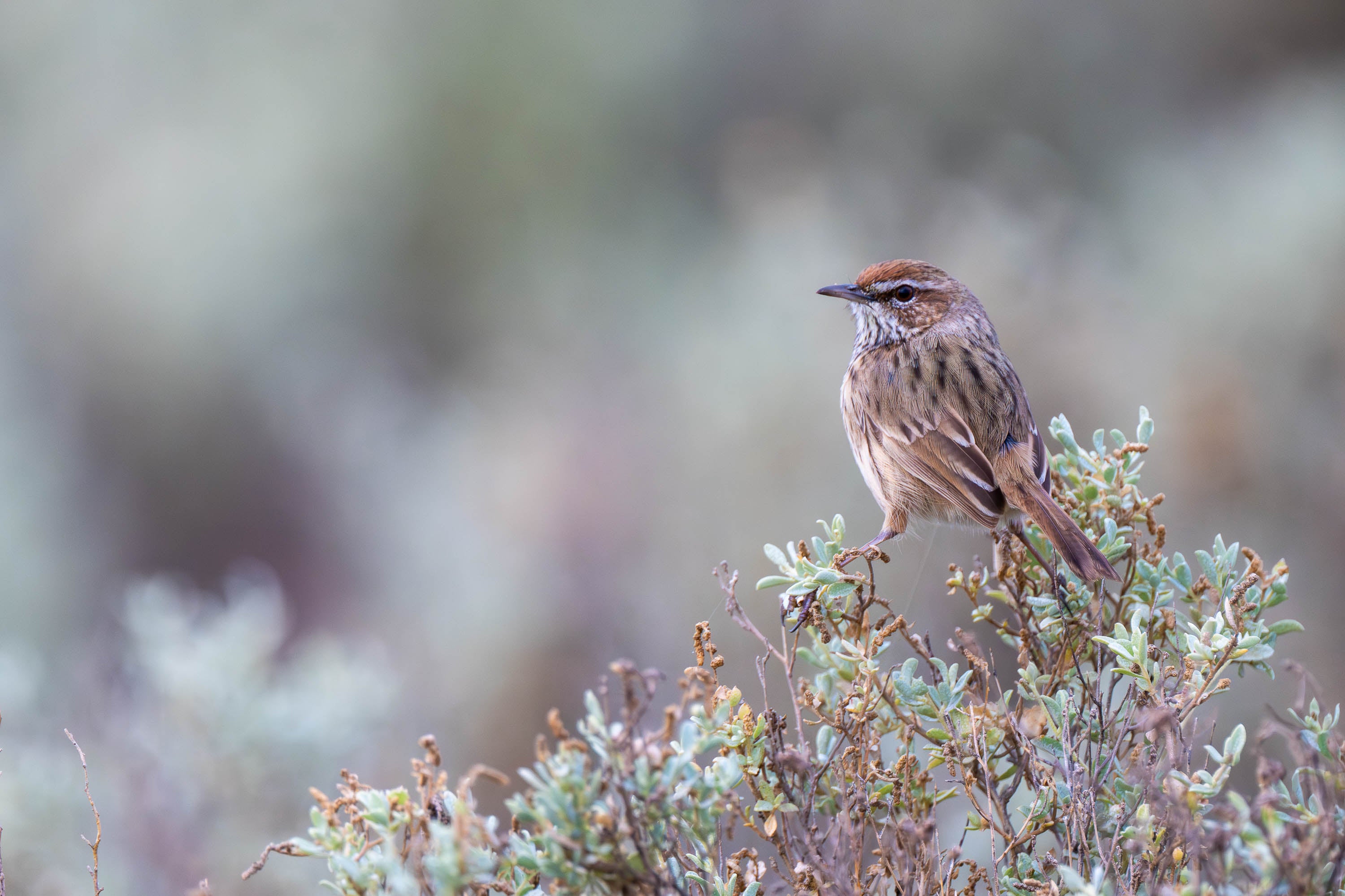 Feathered Pause. Rufous Fieldwren