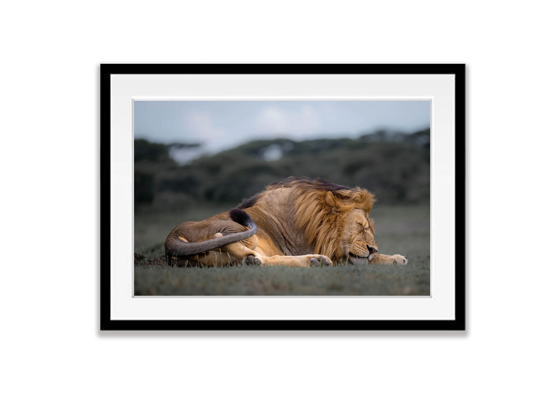 Sleeping Lion, Tanzania