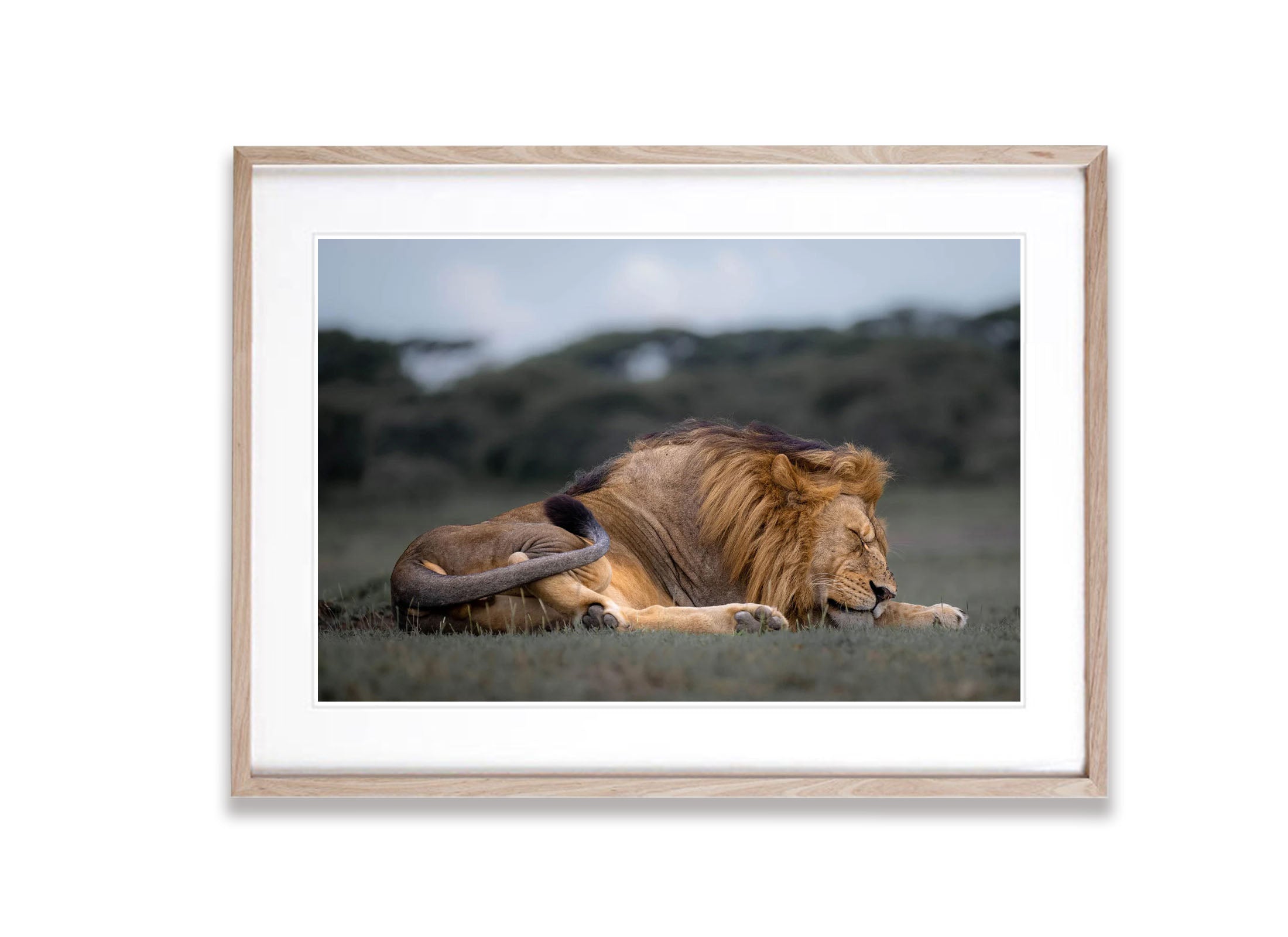 Sleeping Lion, Tanzania