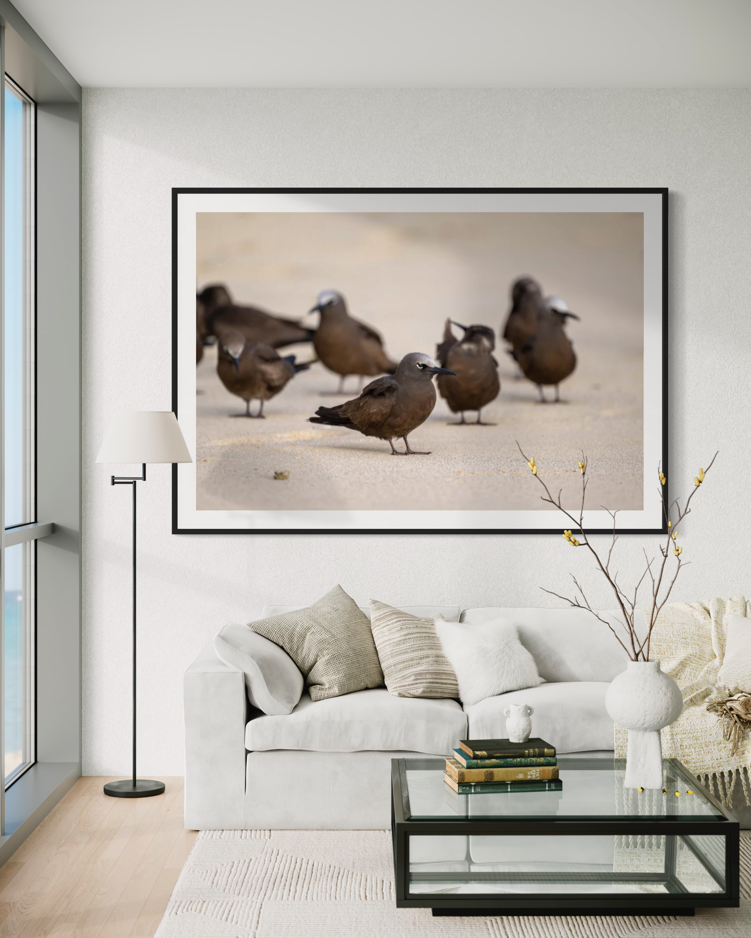 Brown Noddy, Lord Howe Island