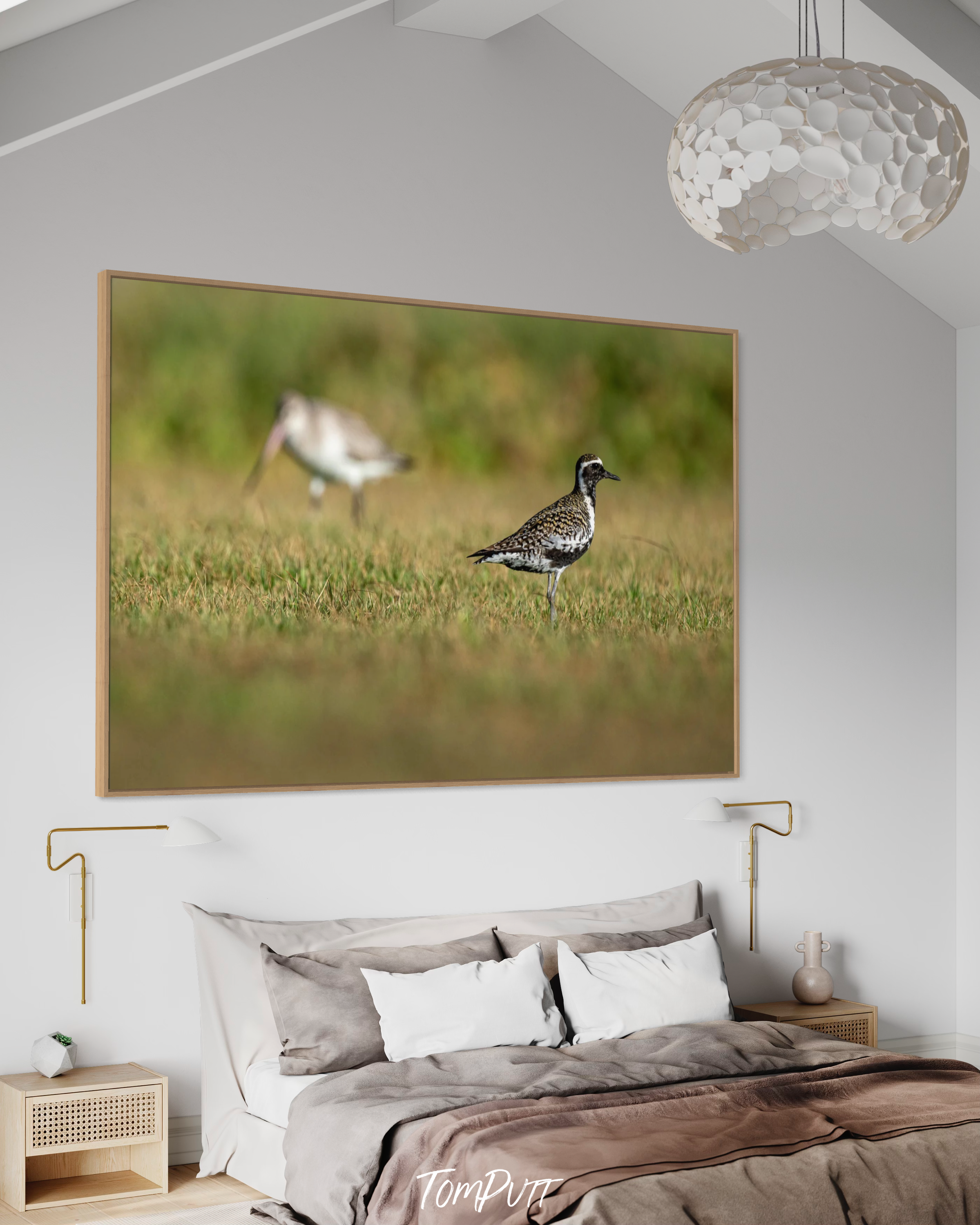 Pacific Golden Plover, Lord Howe Island