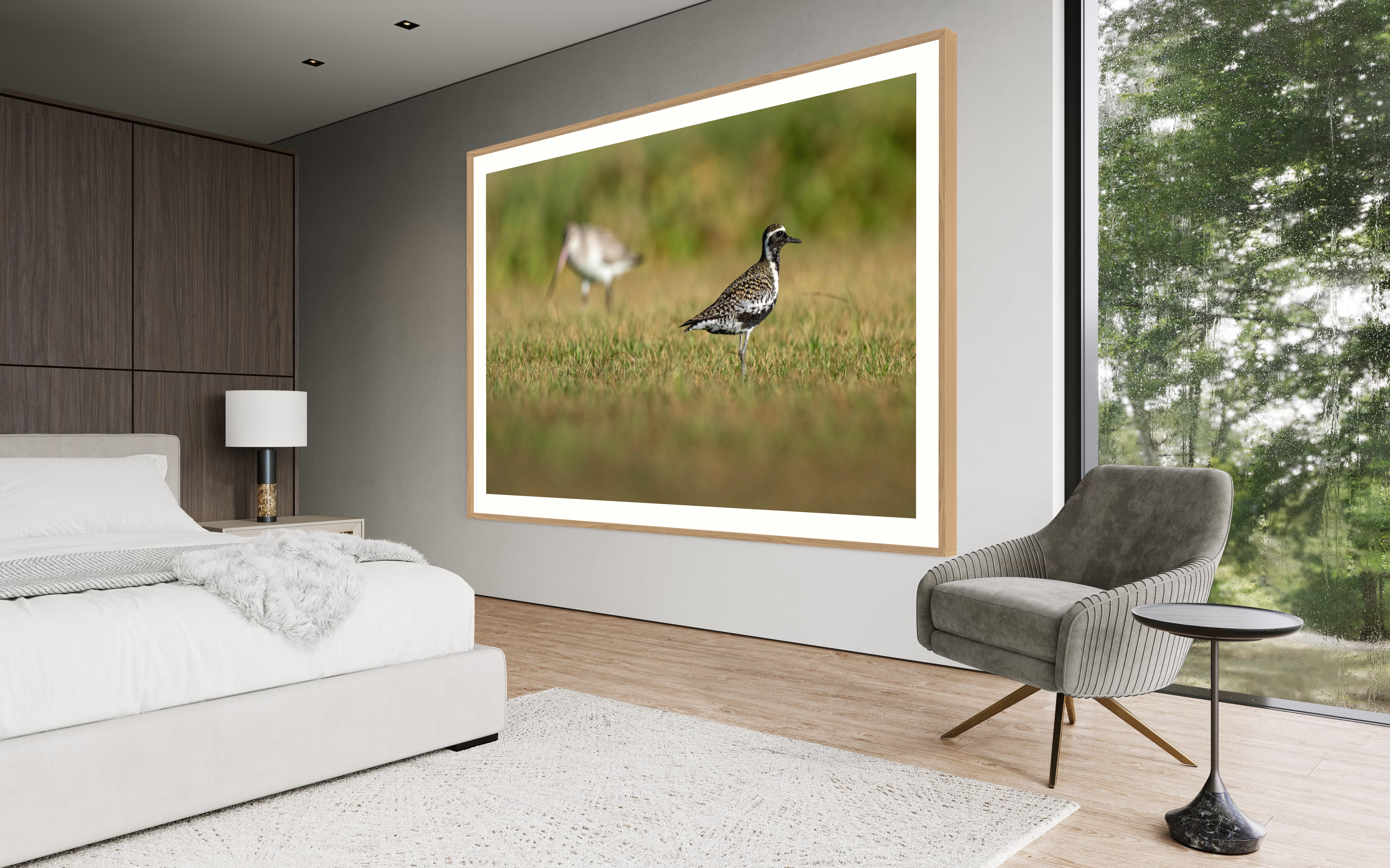 Pacific Golden Plover, Lord Howe Island