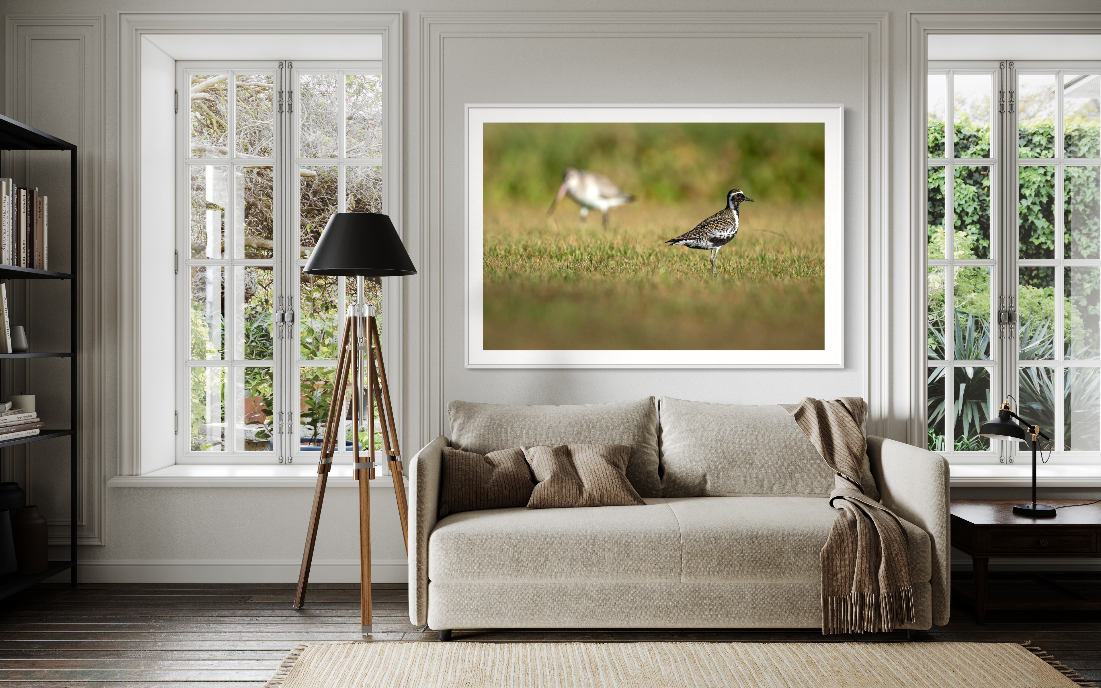 Pacific Golden Plover, Lord Howe Island