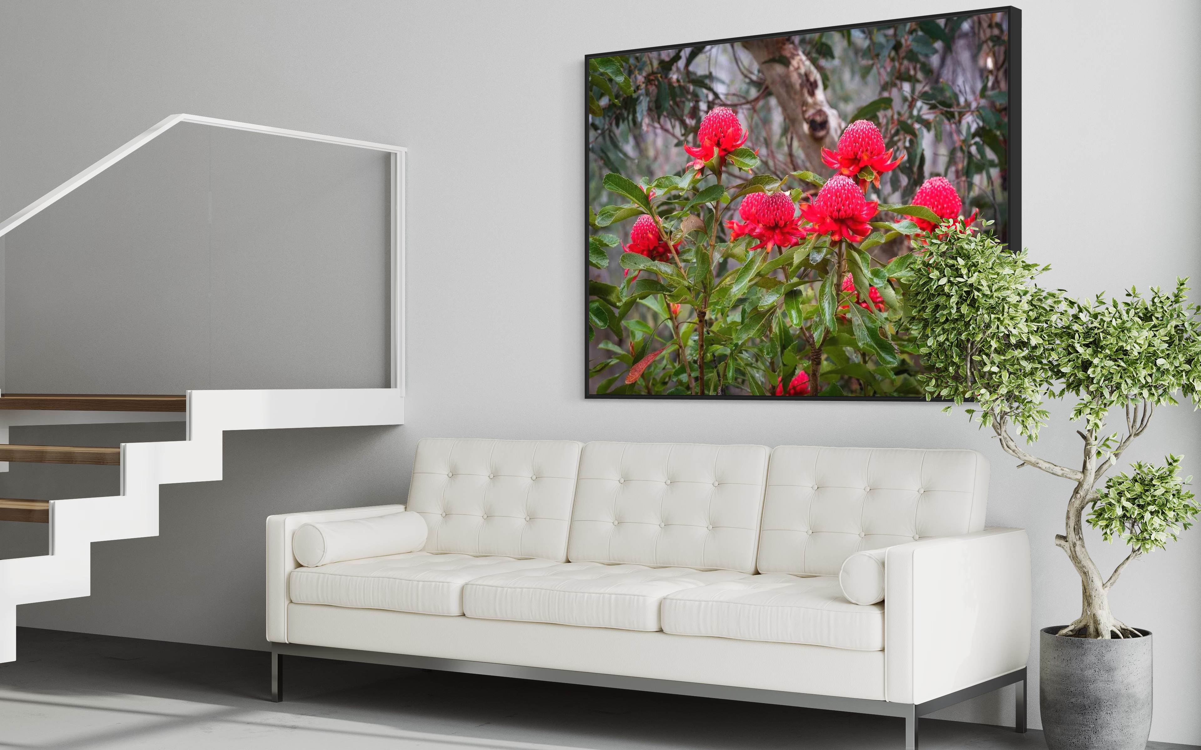 Flowering Waratahs - Blue Mountains NSW