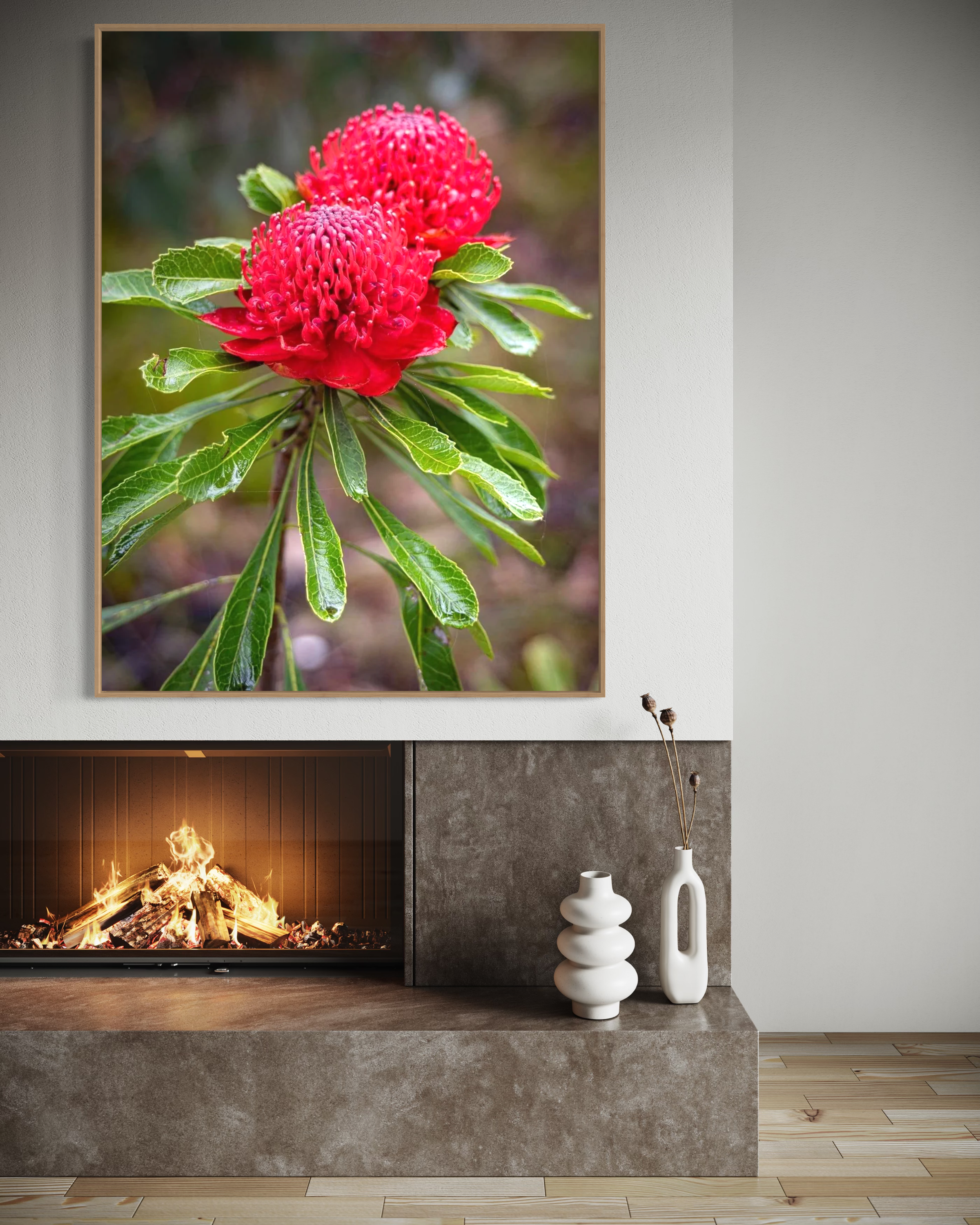 Flowering Waratah, Blue Mountains, New South Wales