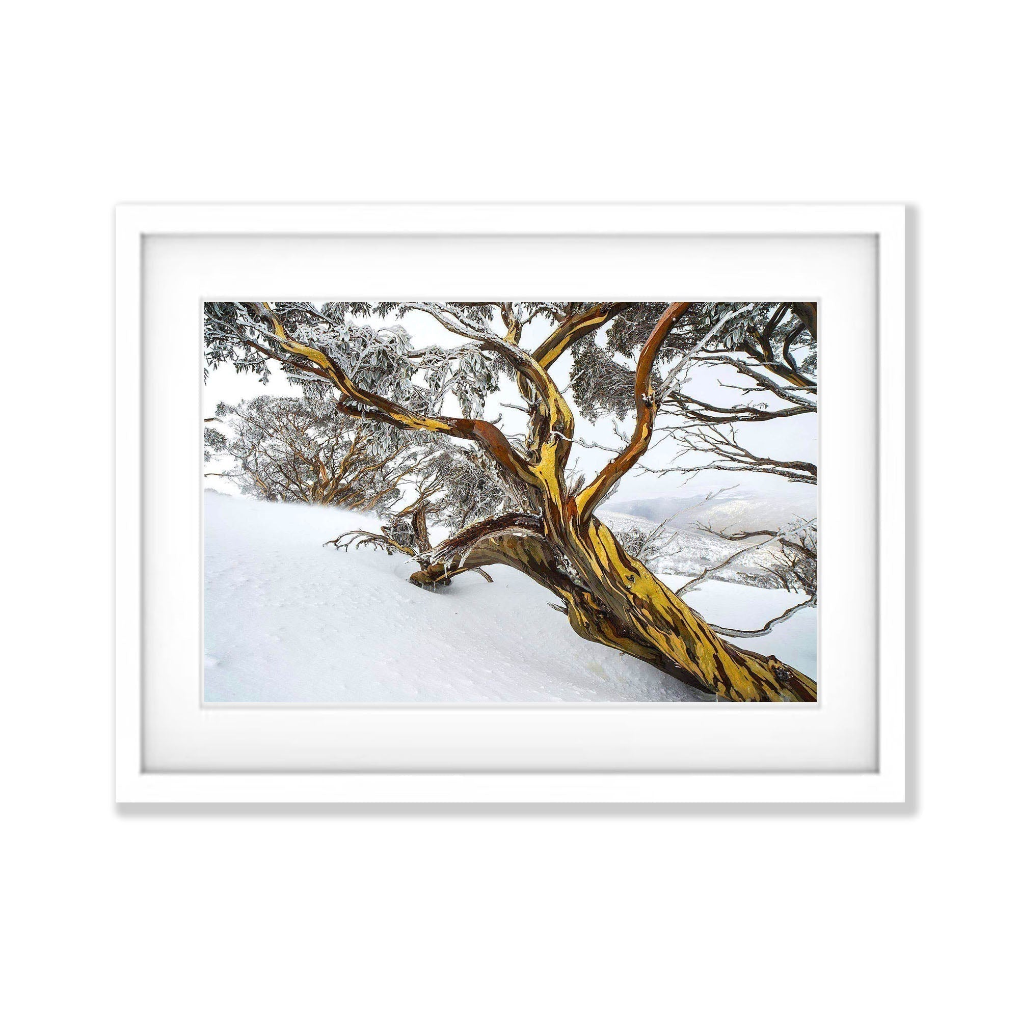 ARTWORK INSTOCK - Snow Gum, Dead Horse Gap, Snowy Mountains NSW - 150 x 100cms Canvas Raw Oak Print