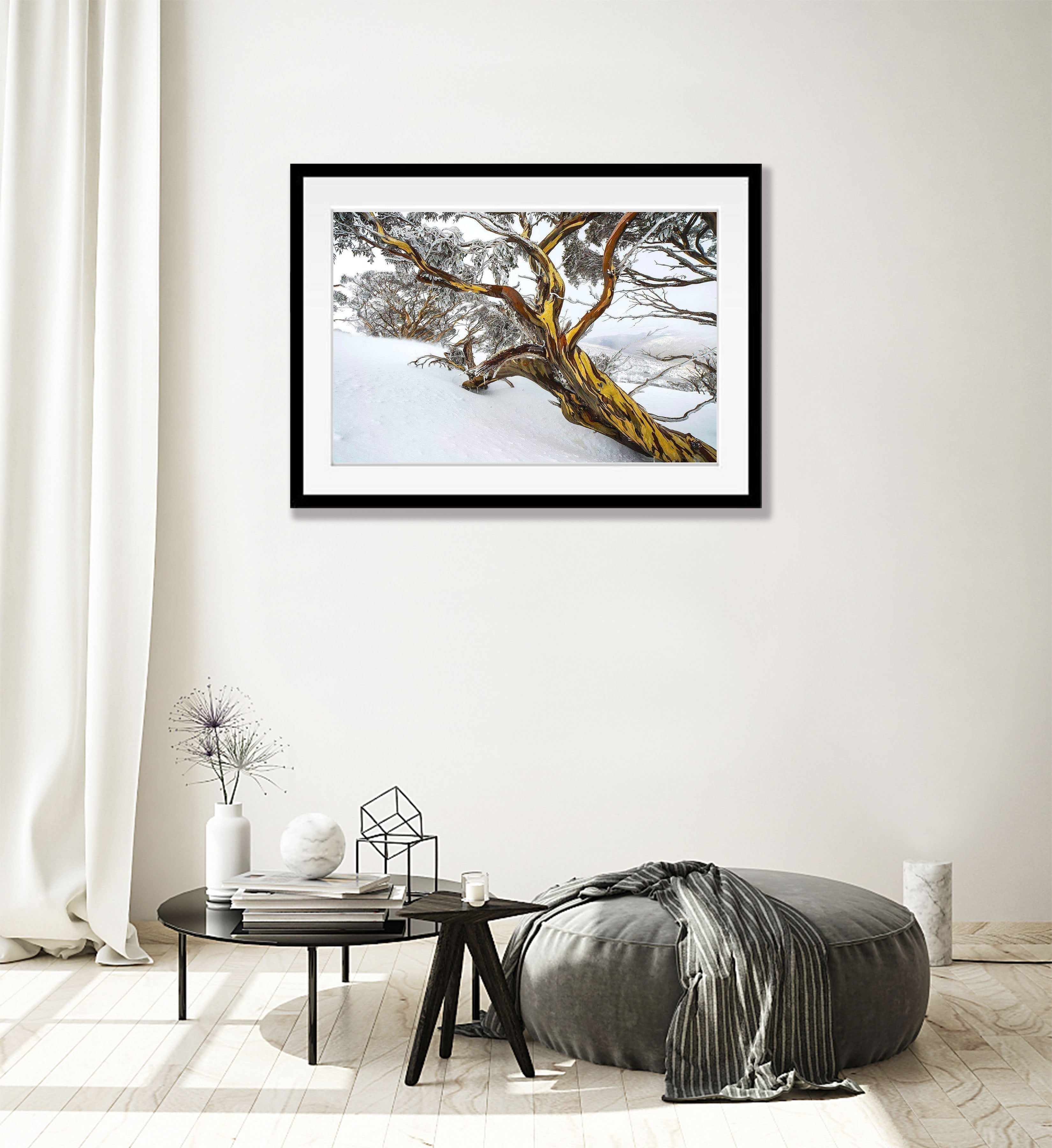 ARTWORK INSTOCK - Snow Gum, Dead Horse Gap, Snowy Mountains NSW - 150 x 100cms Canvas Raw Oak Print