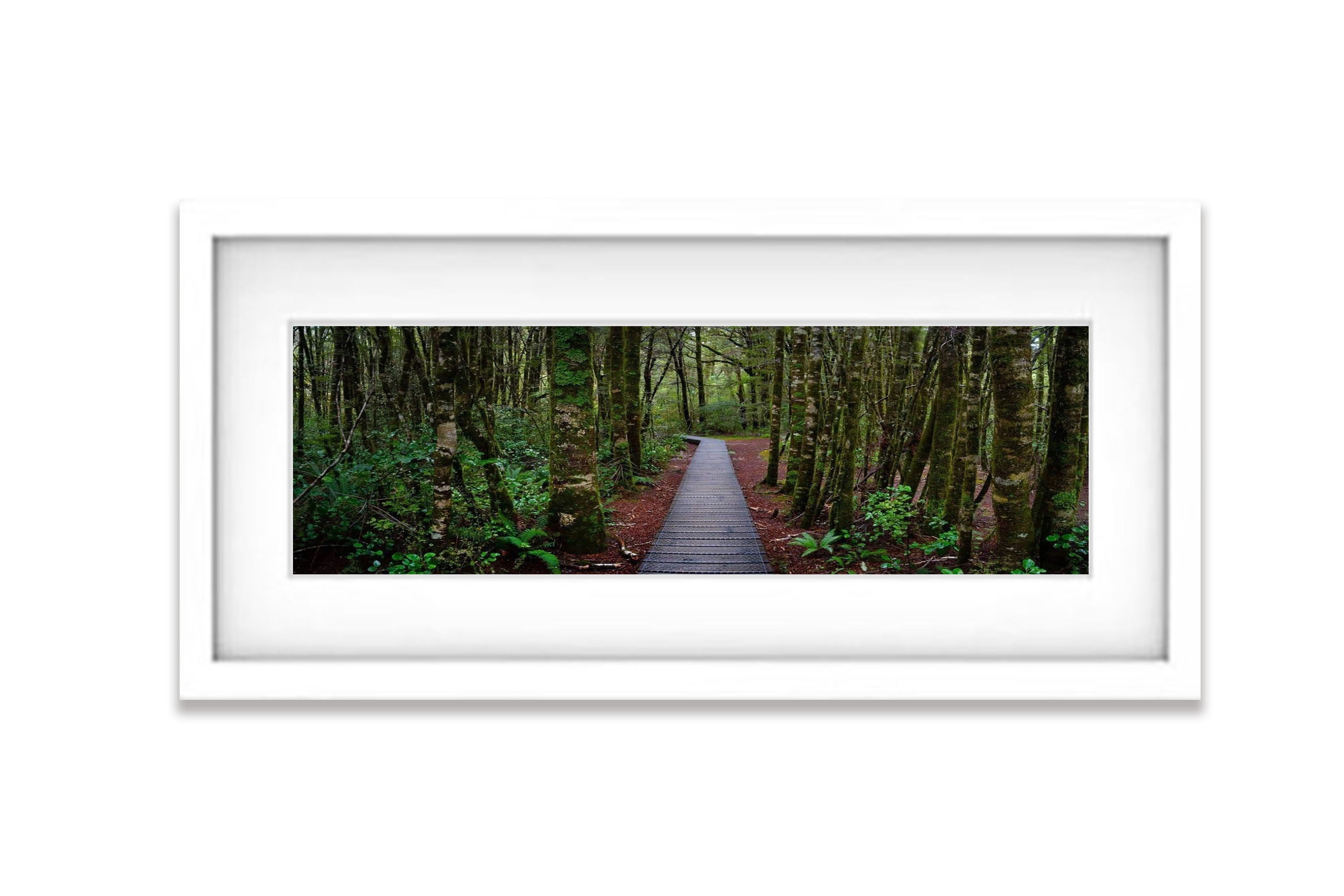 South Island Forest - New Zealalnd