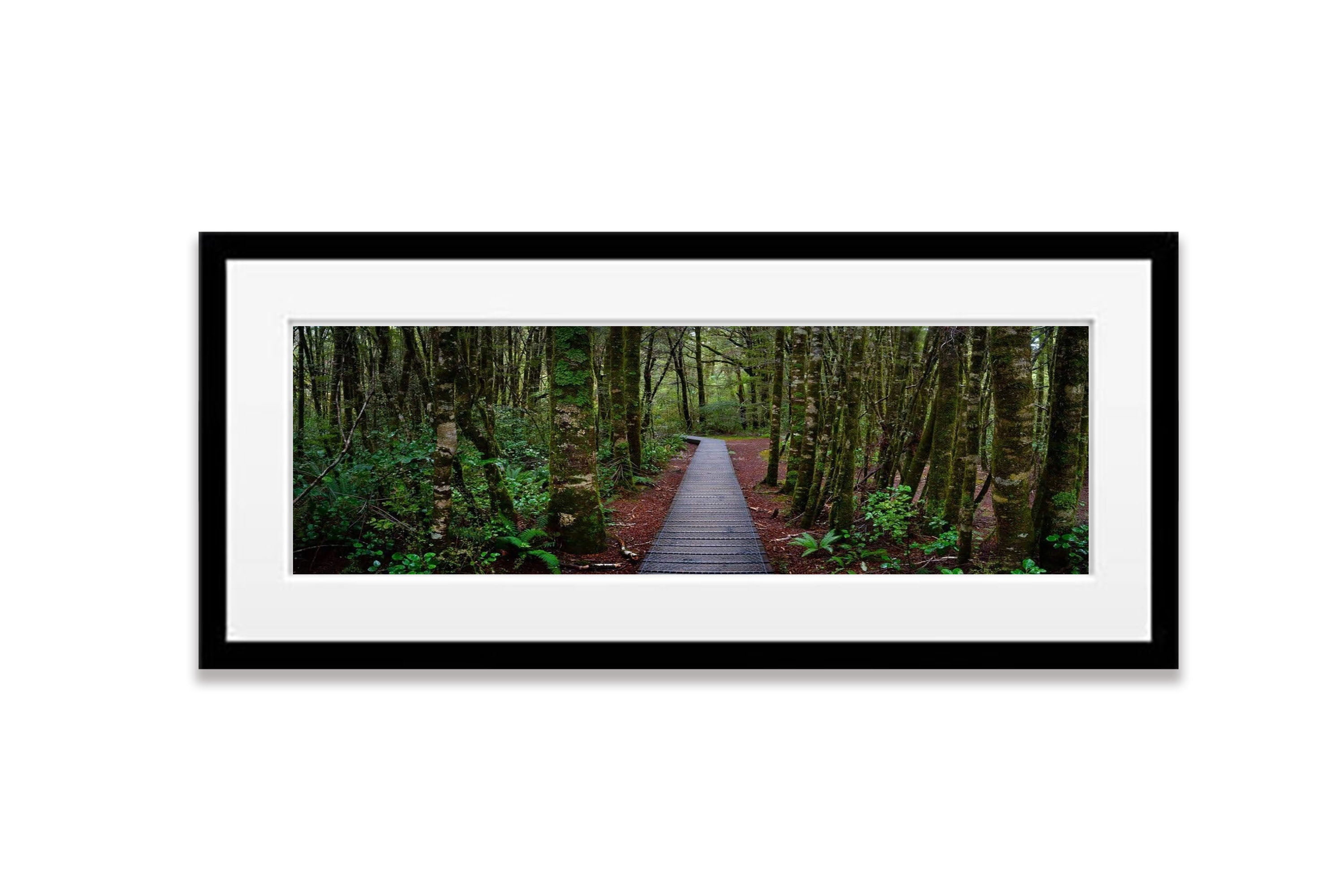South Island Forest - New Zealalnd