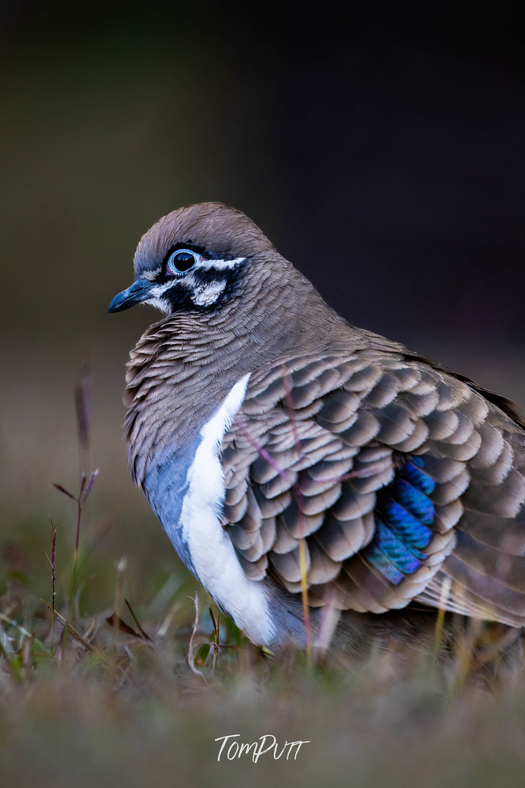 Squatter Pigeon, Carnarvon Gorge