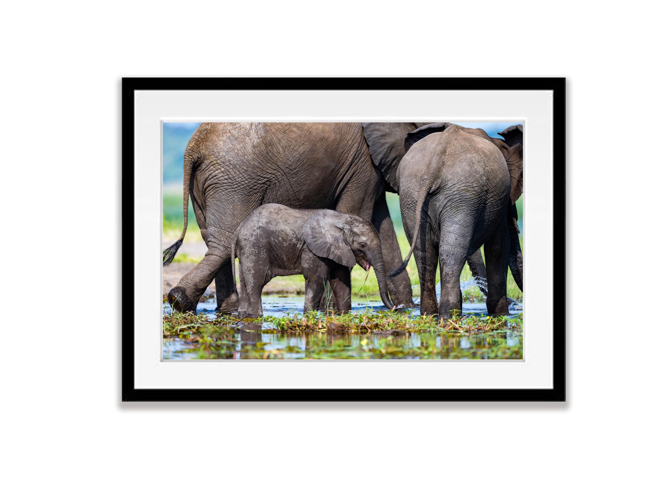 The Baby Elephant, Chobe River, Botswana